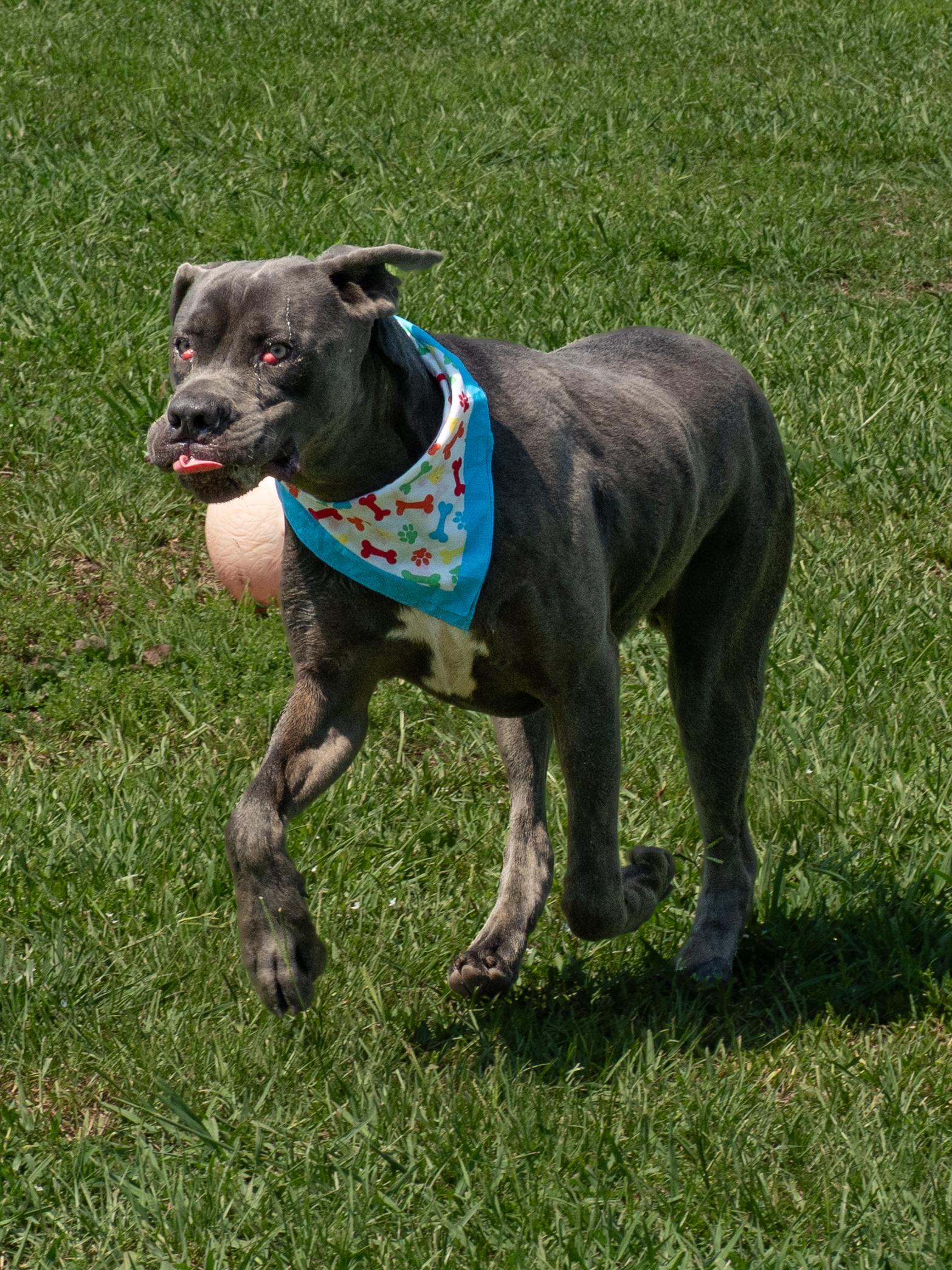 Enlarge Tank, a Adoptable mixed breed in Myrtle Beach, SC image 4/4