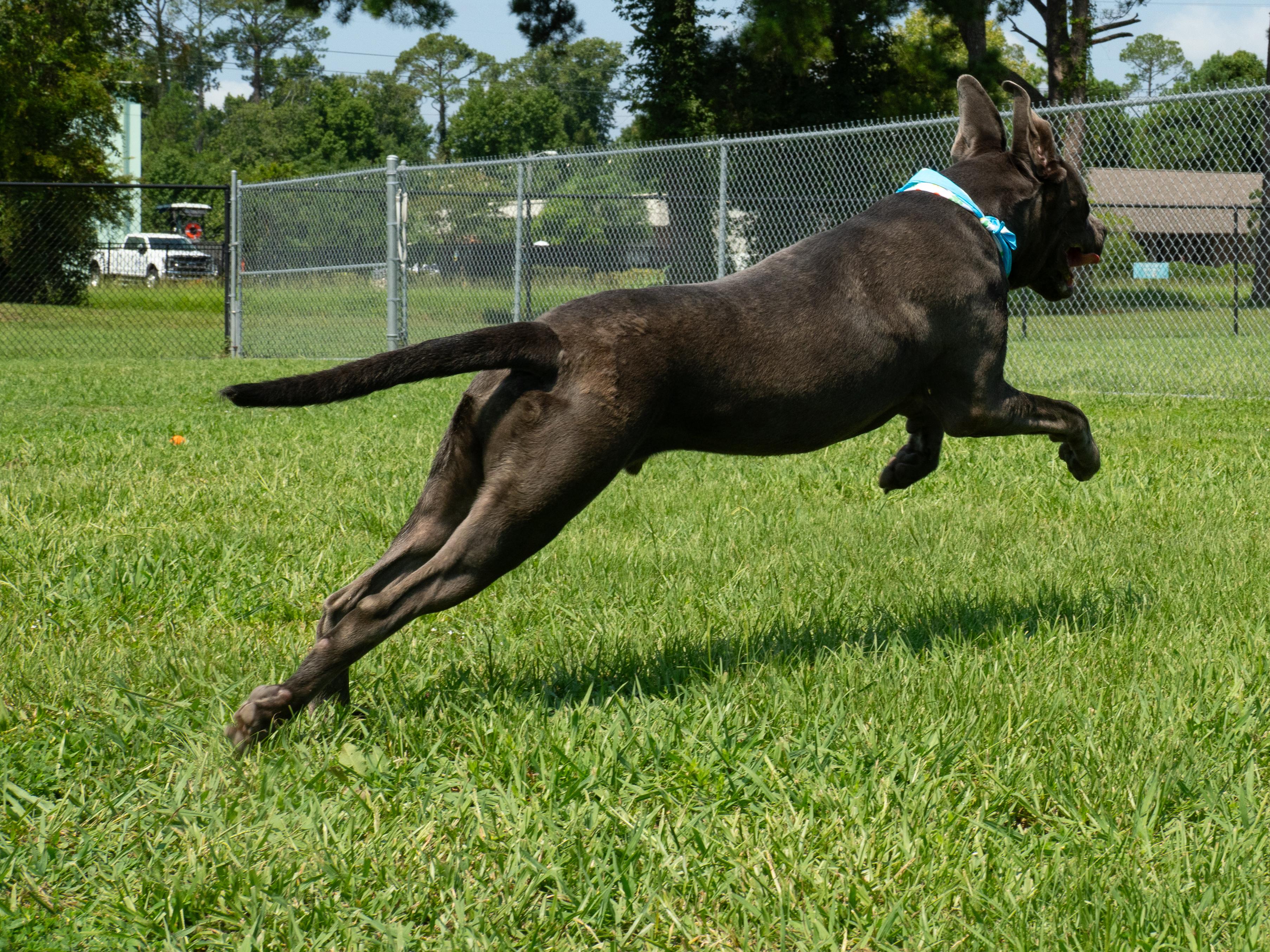 Enlarge Tank, a Adoptable mixed breed in Myrtle Beach, SC image 3/4