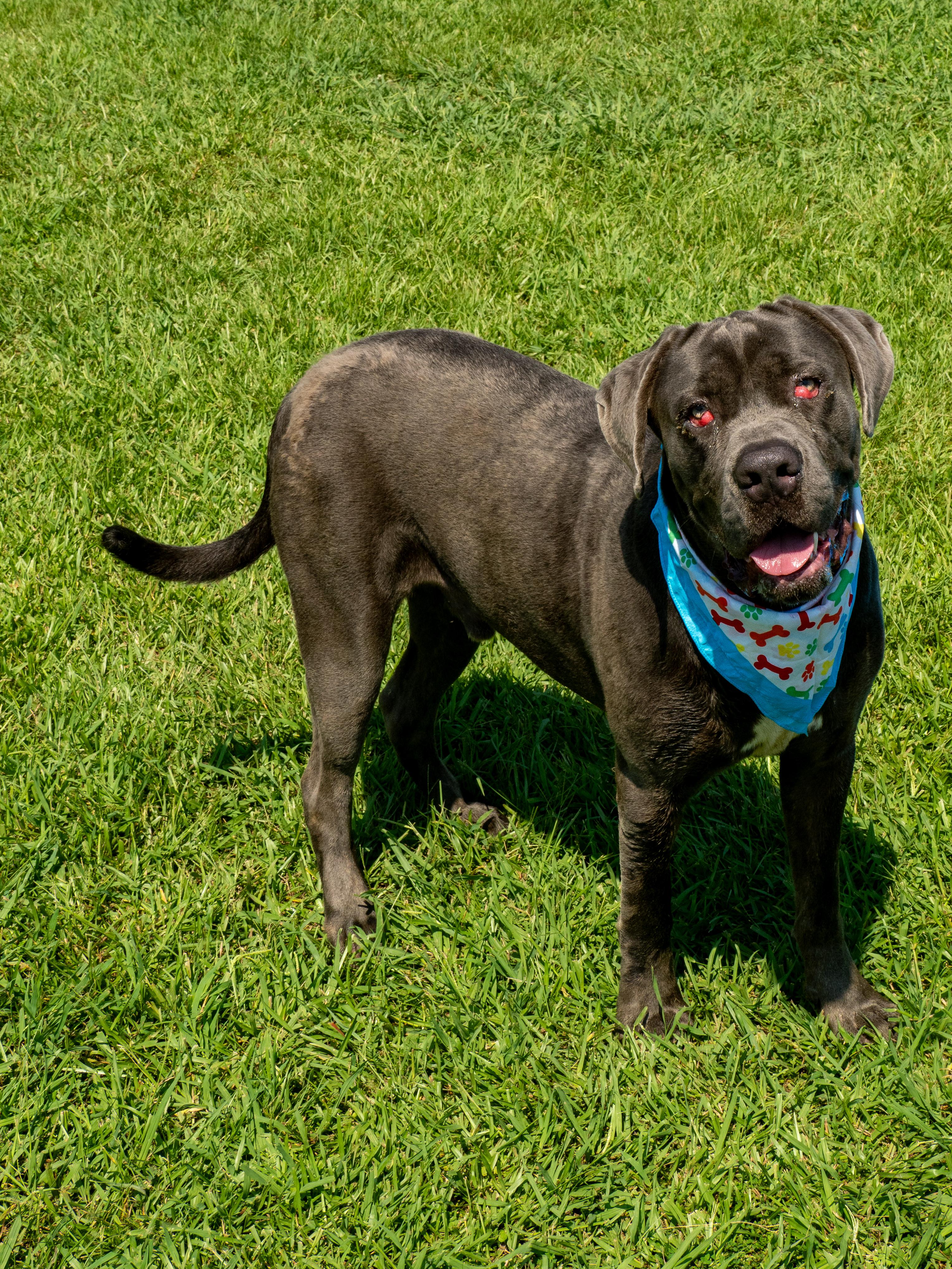 Tank, Adoptable, Adult Male Mastiff.
