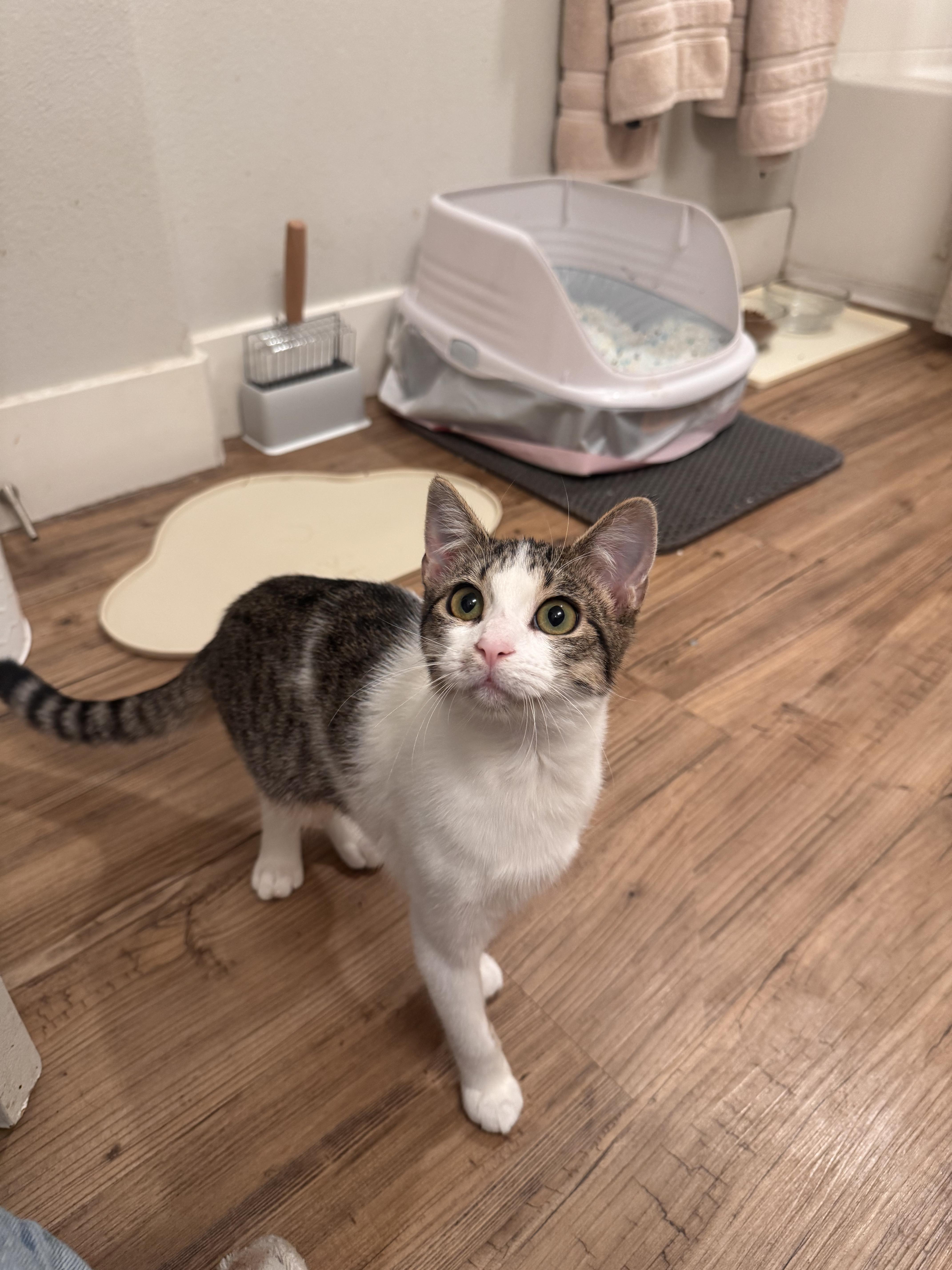 Danielle, a Adoptable Domestic Short Hair in San Diego, CA image 4/5