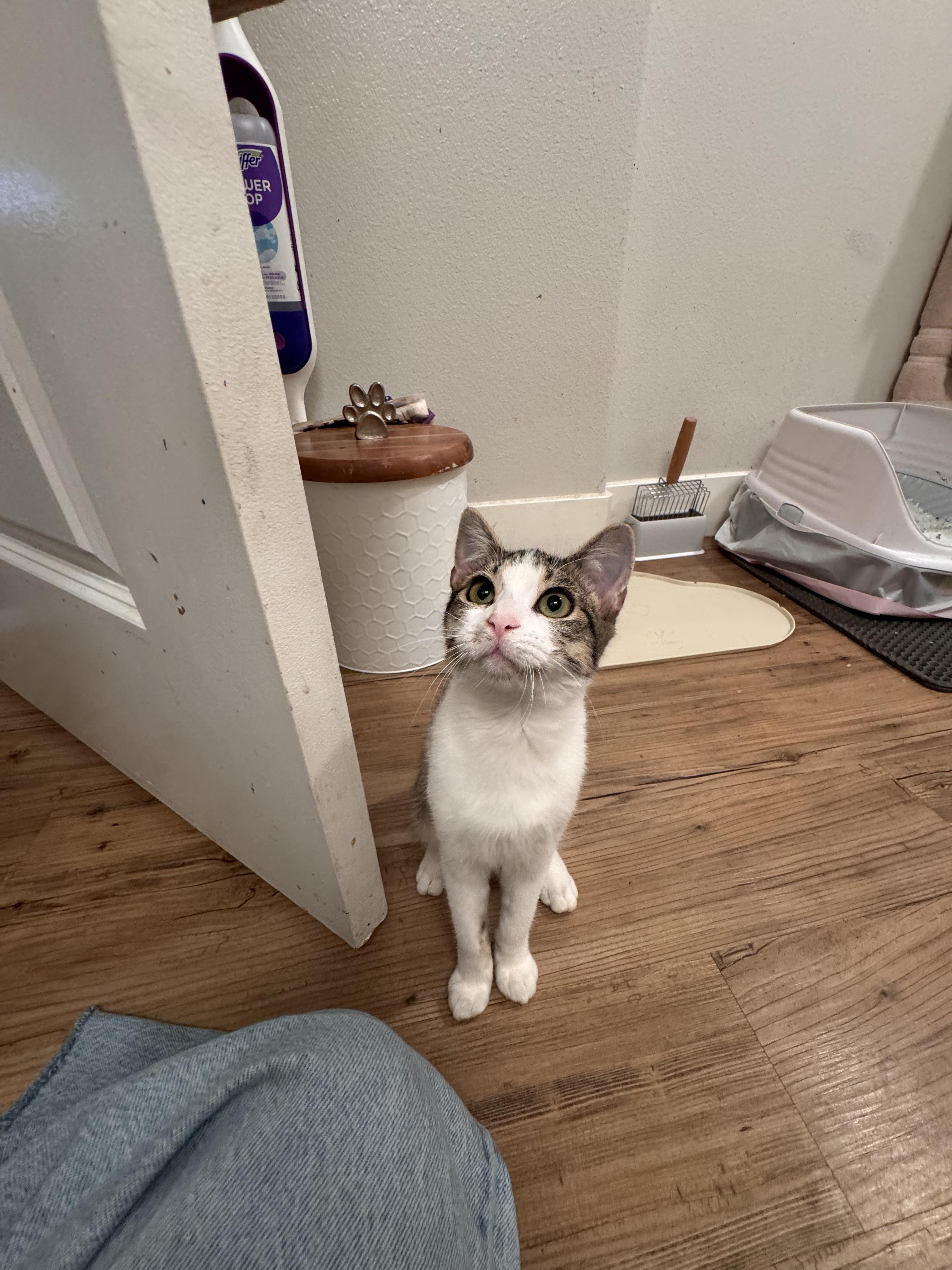 Danielle, a Adoptable Domestic Short Hair in San Diego, CA image 5/5