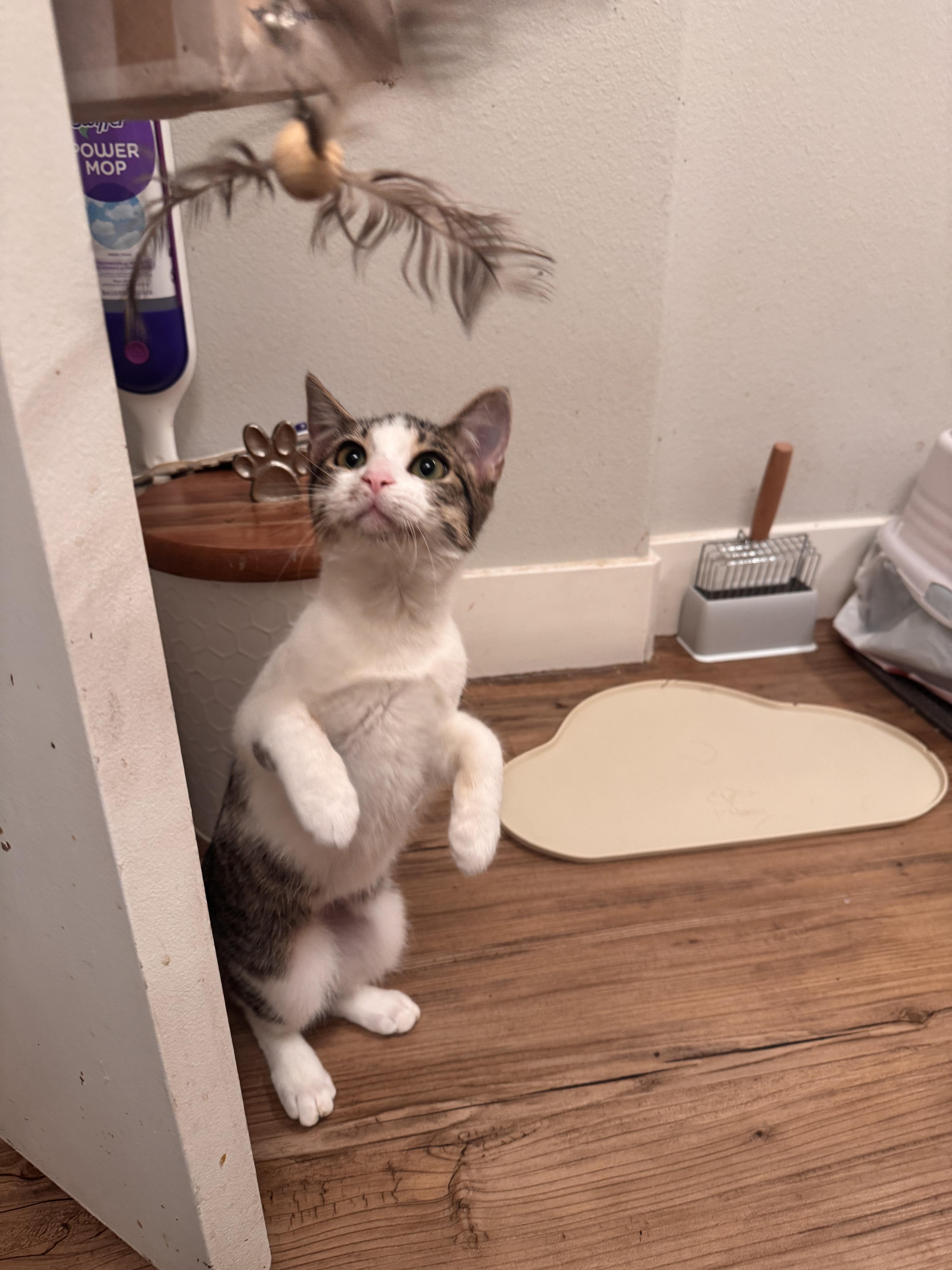 Danielle, a Adoptable Domestic Short Hair in San Diego, CA image 3/5