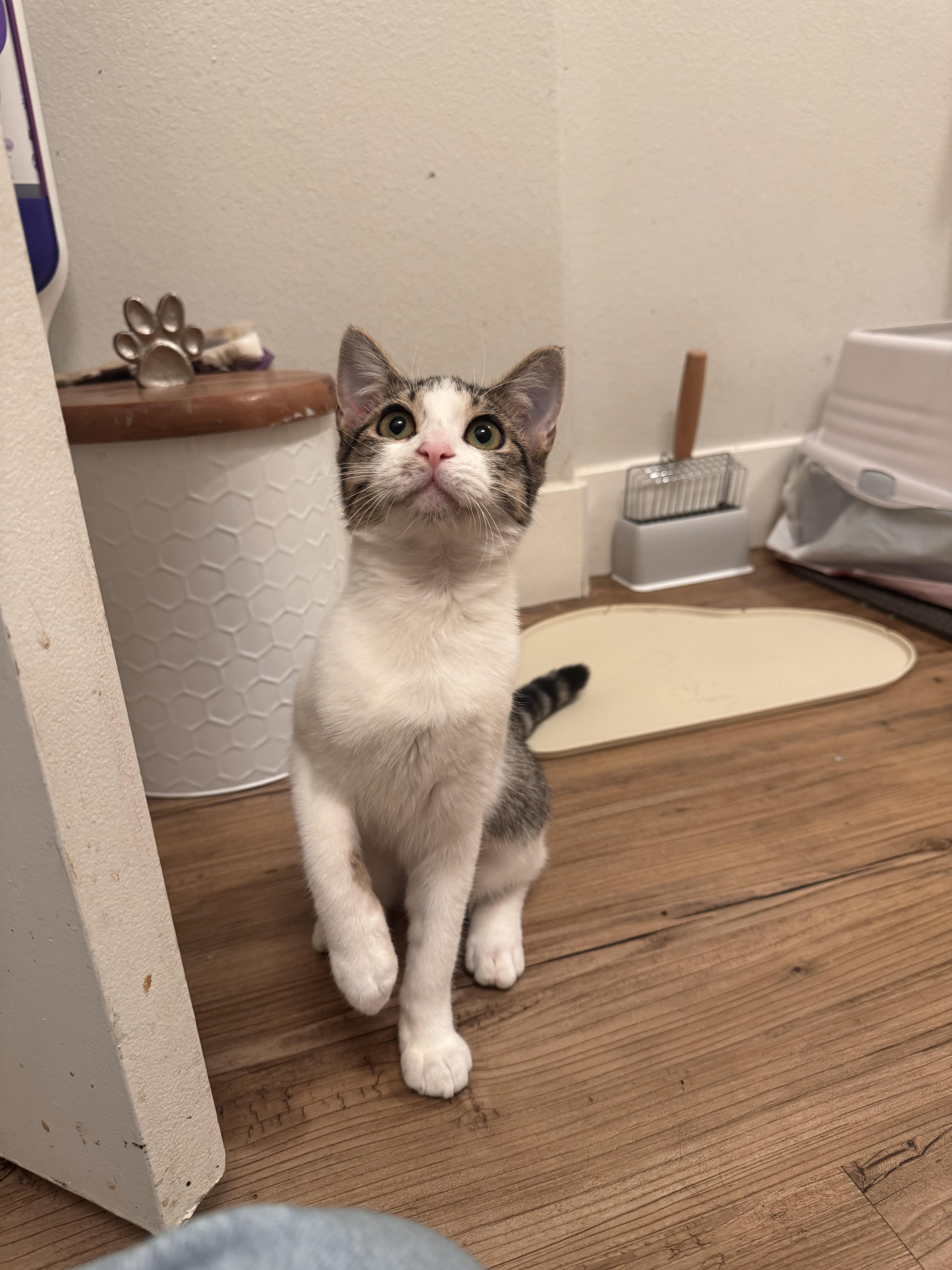 Danielle, a Adoptable Domestic Short Hair in San Diego, CA image 1/5