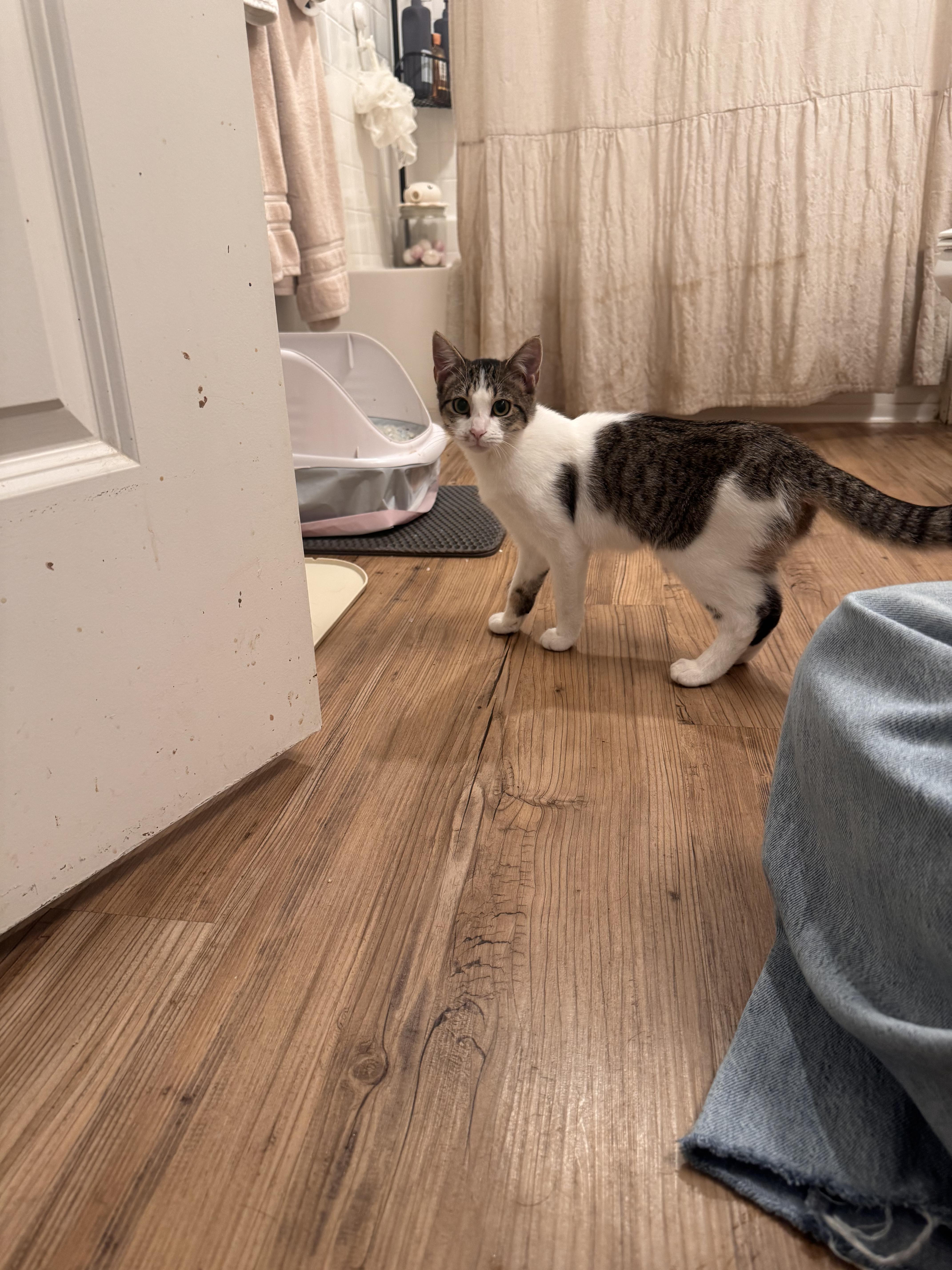 Danielle, a Adoptable Domestic Short Hair in San Diego, CA image 2/5