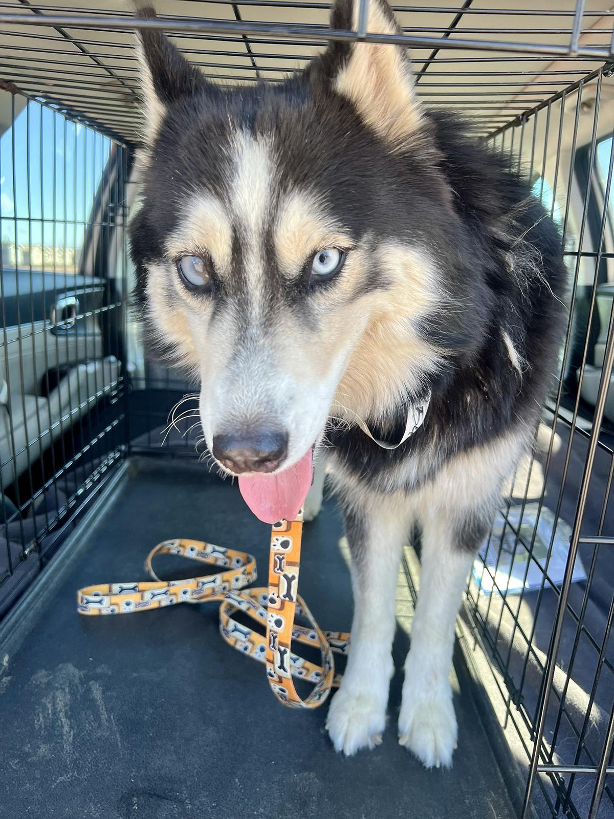 Coraline, ADOPTABLE, Adult Female Siberian Husky.