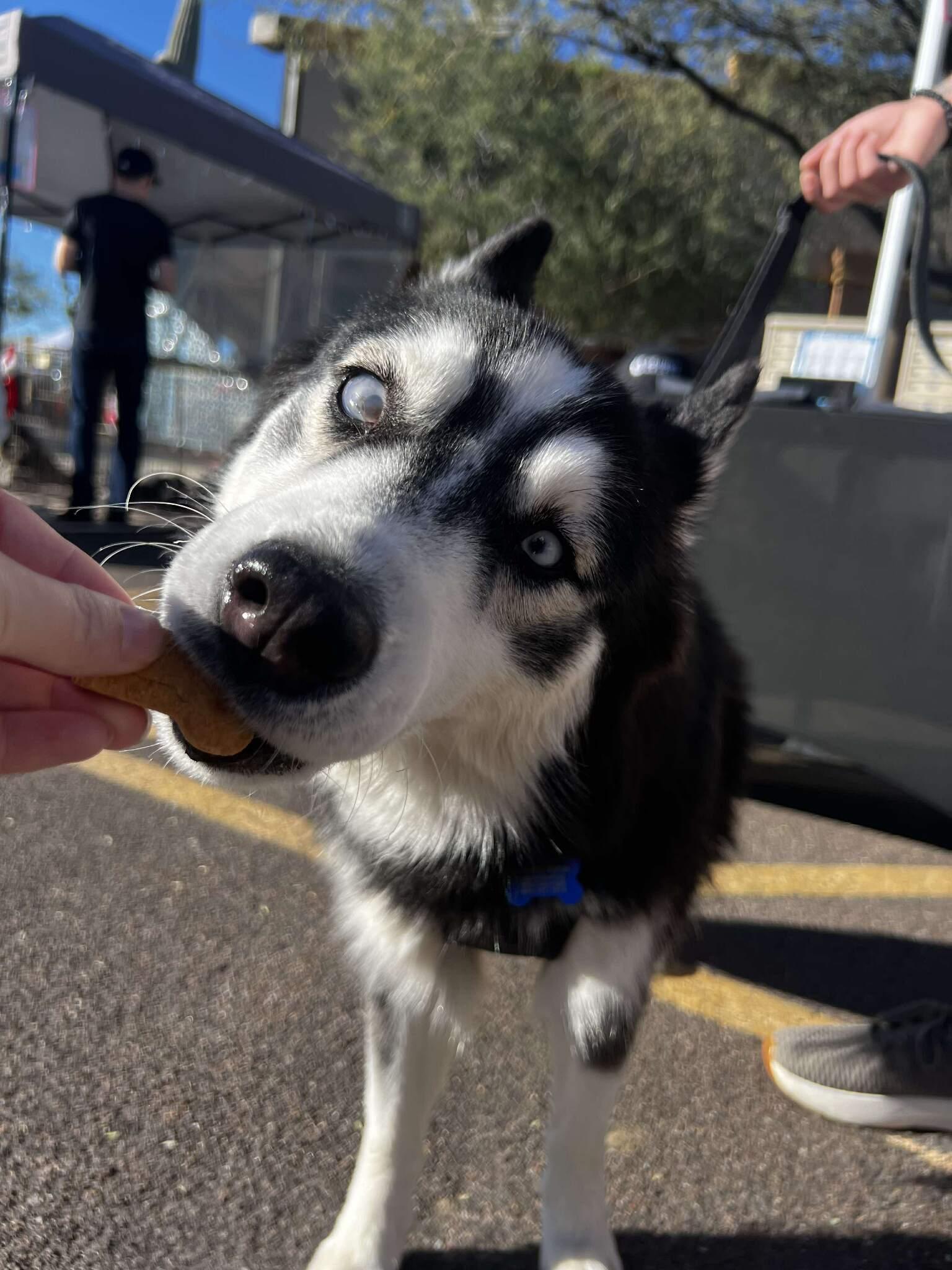 Enlarge Coraline, a ADOPTABLE Siberian Husky in Scottsdale, AZ image 4/6