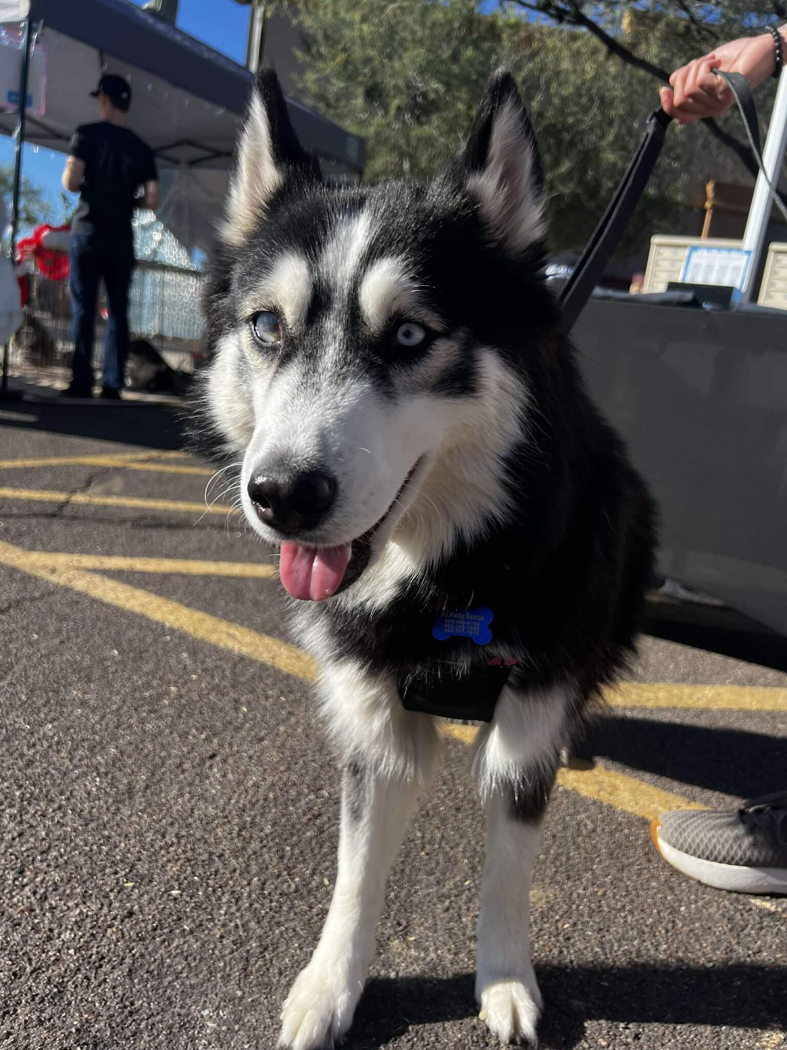 Enlarge Coraline, a ADOPTABLE Siberian Husky in Scottsdale, AZ image 2/6