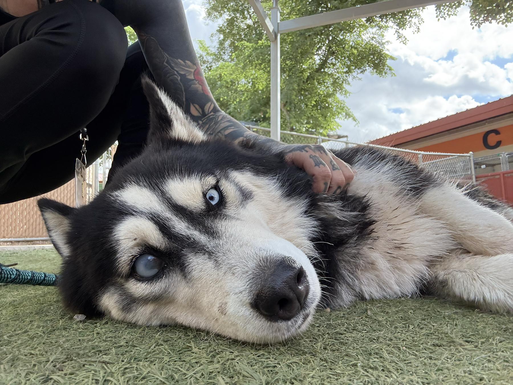 Enlarge Coraline, a ADOPTABLE Siberian Husky in Scottsdale, AZ image 6/6