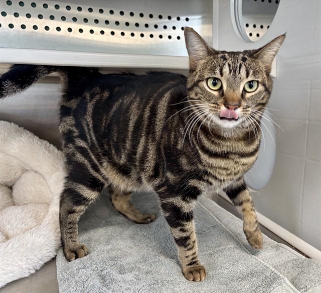 BRIANA, Adoptable, Young Female Domestic Short Hair.