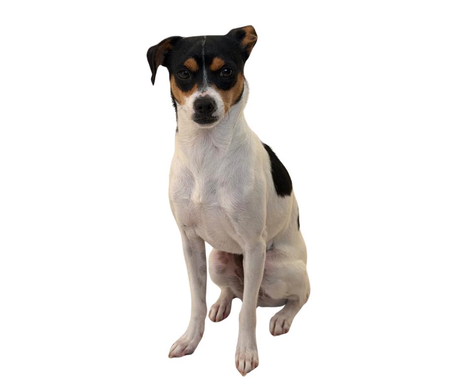 Daisy, ADOPTABLE, Young Female Jack Russell Terrier & Chihuahua.