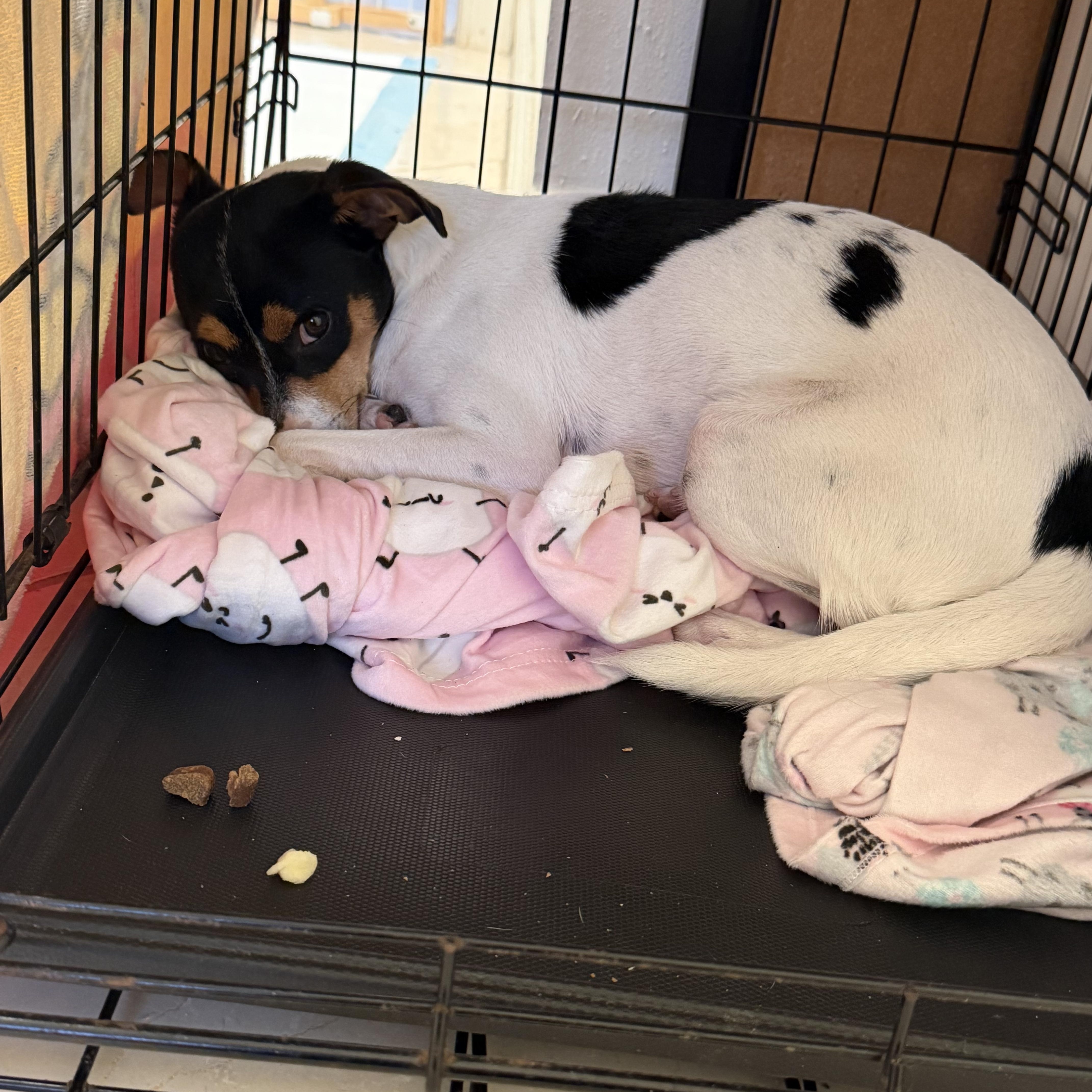 Enlarge Daisy, a ADOPTABLE mixed breed in Port Saint Lucie, FL image 3/4