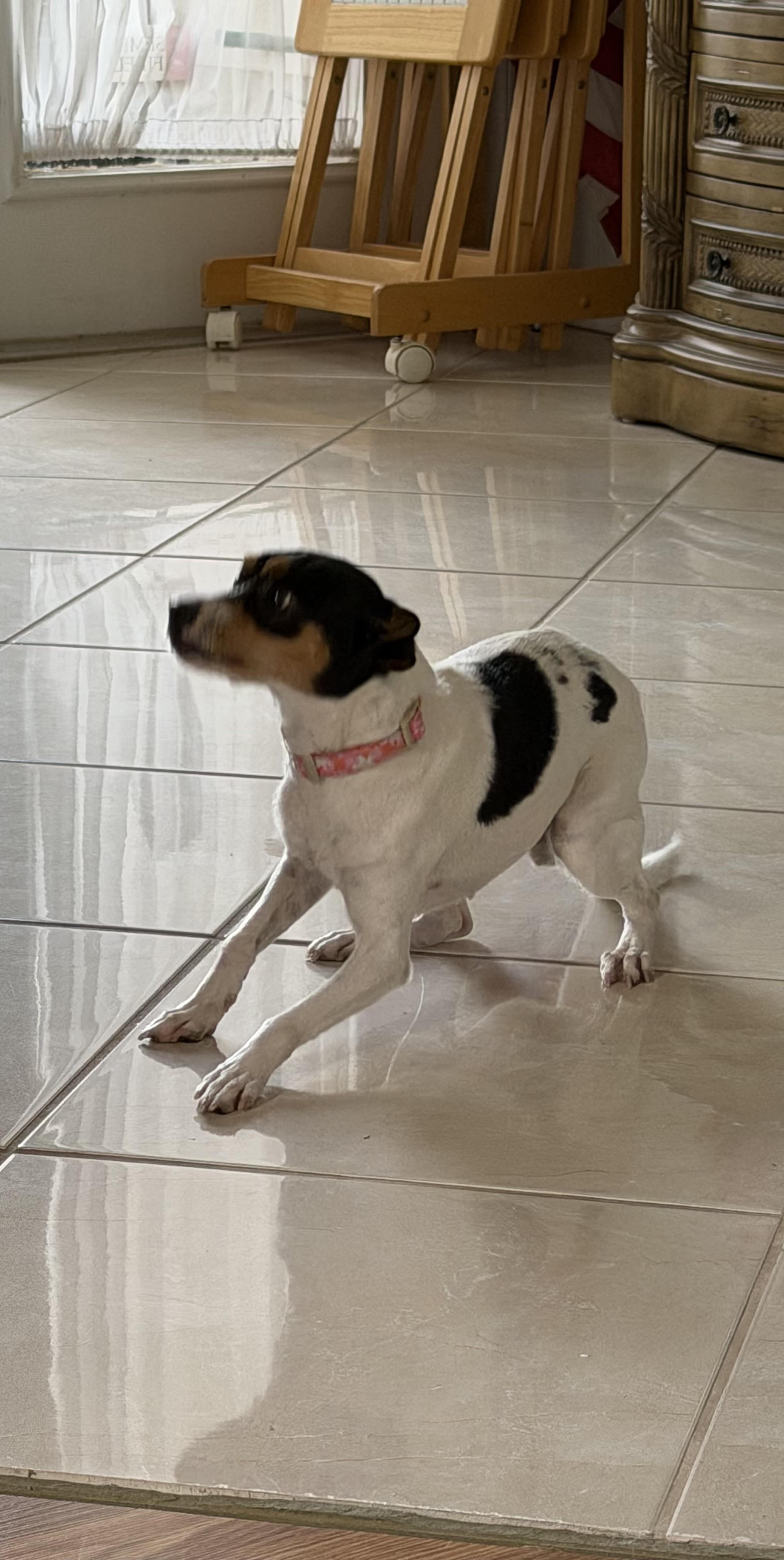 Enlarge Daisy, a ADOPTABLE mixed breed in Port Saint Lucie, FL image 4/4