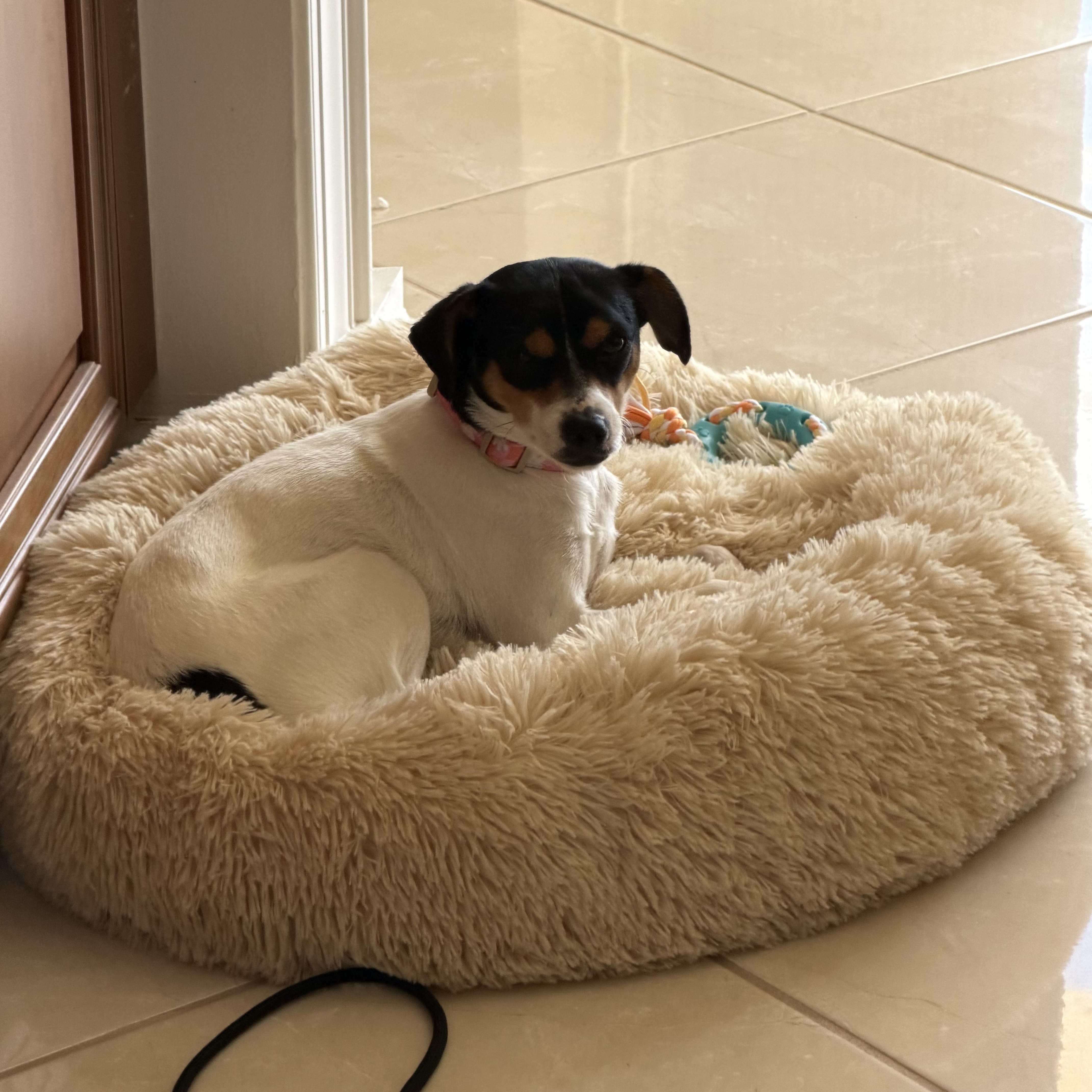 Enlarge Daisy, a ADOPTABLE mixed breed in Port Saint Lucie, FL image 2/4