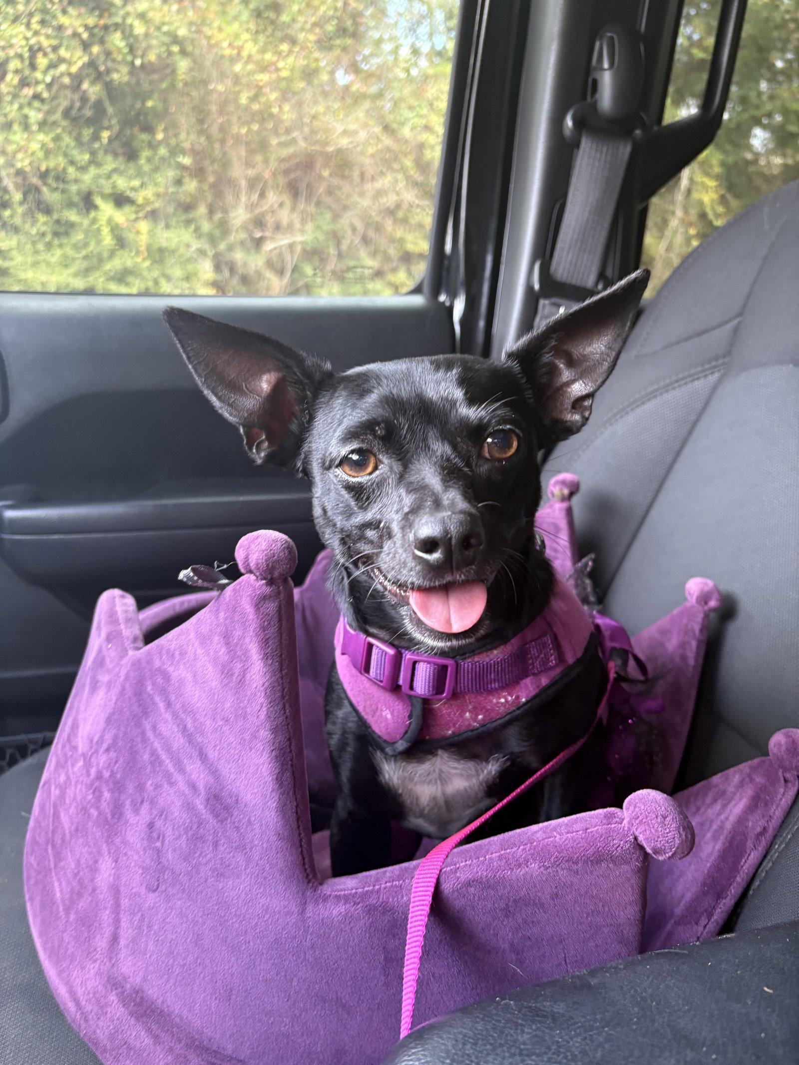 Monica, a Adoptable mixed breed in The Woodlands, TX image 1/3