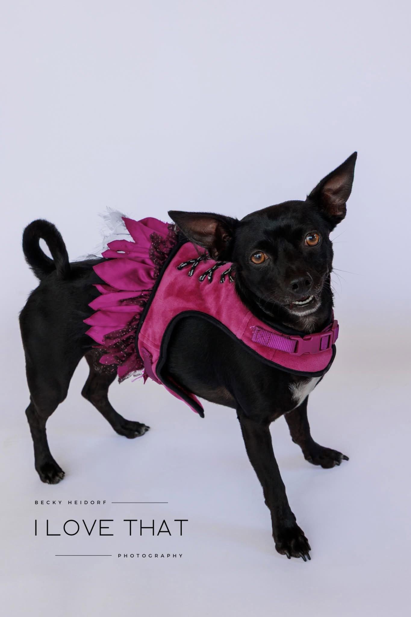 Monica, a Adoptable mixed breed in The Woodlands, TX image 2/3