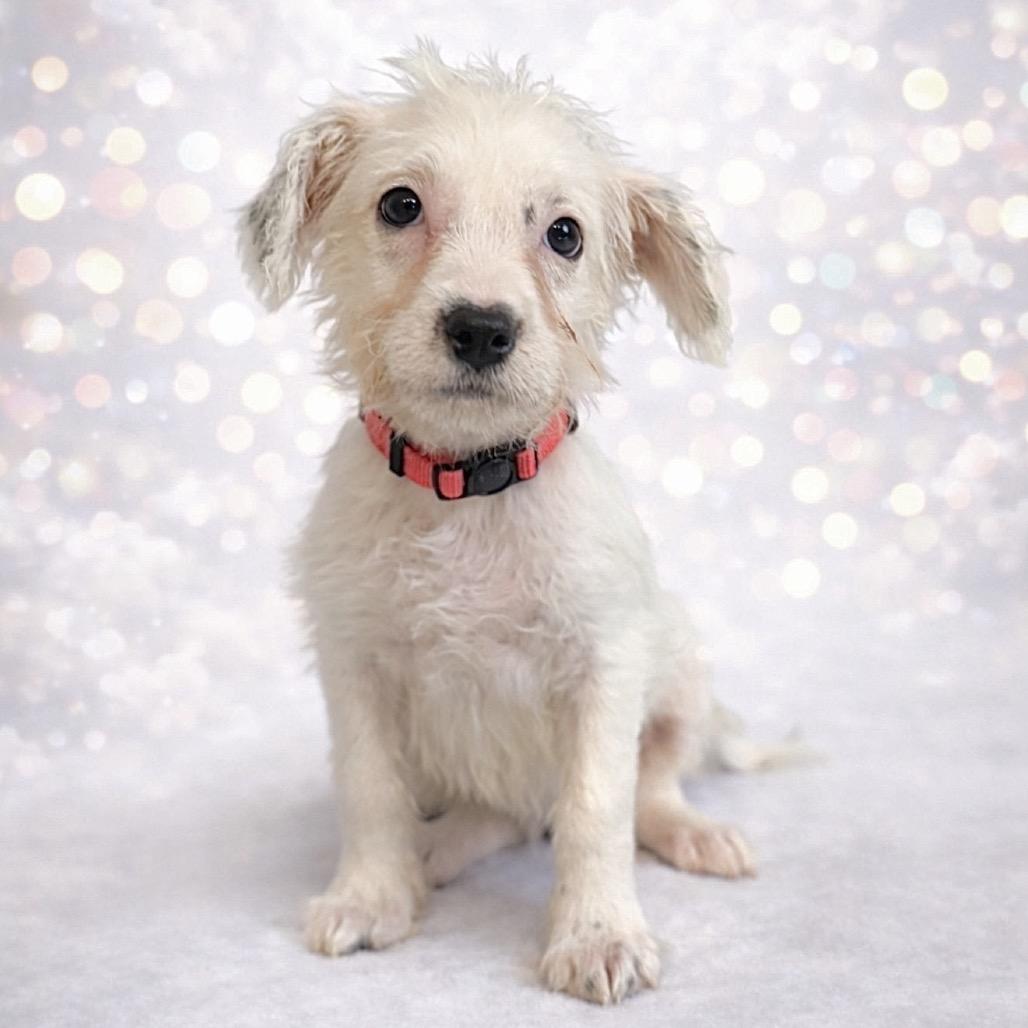 Promise, Adoptable, Puppy Female Mixed Breed.
