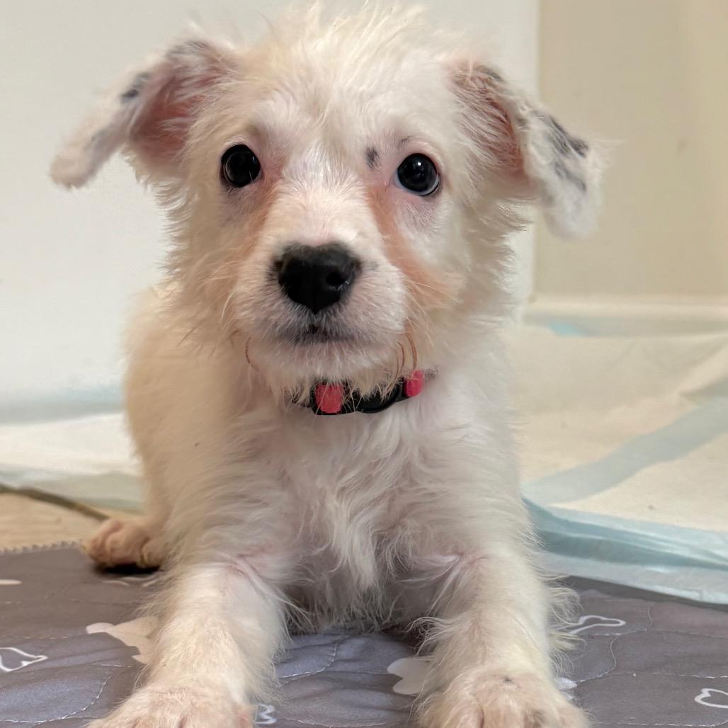 Enlarge Promise, a Adoptable Mixed Breed in Rockville, MD image 2/4