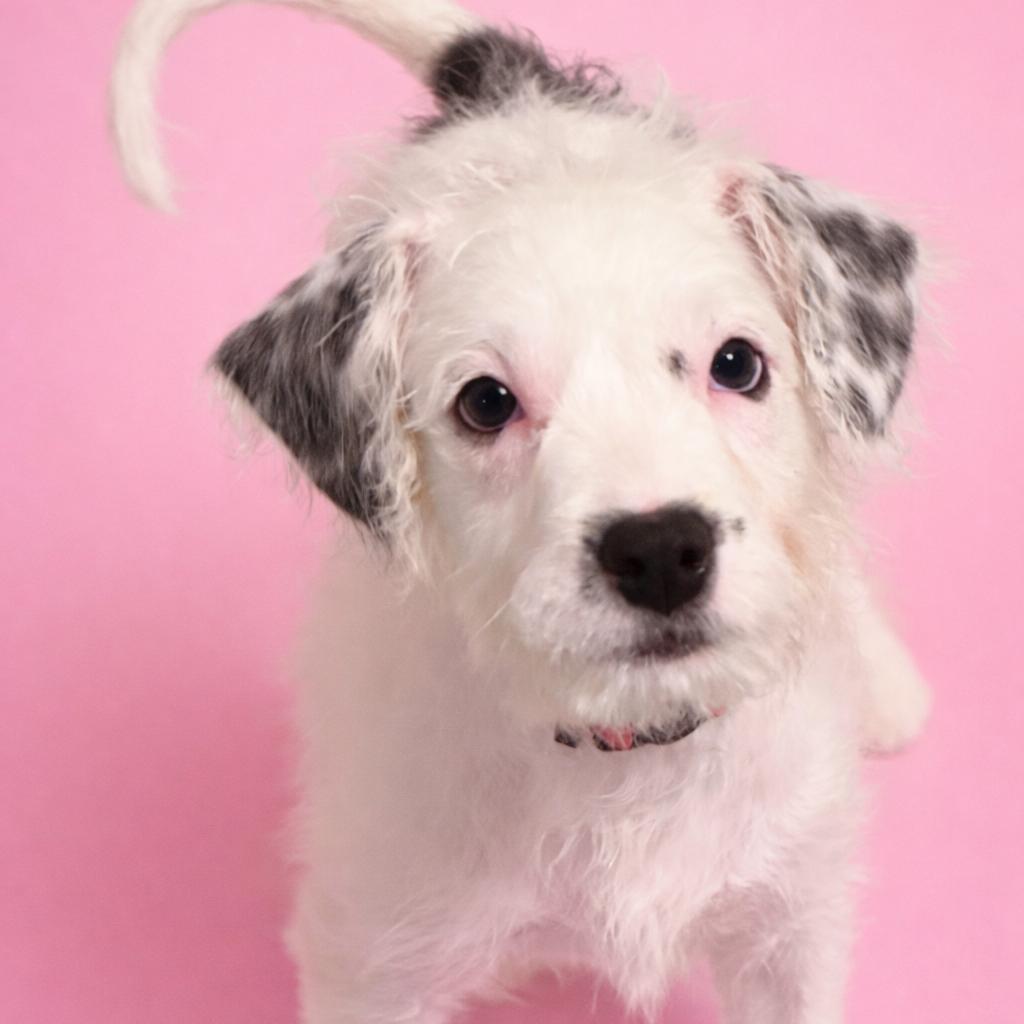 Enlarge Promise, a Adoptable Mixed Breed in Rockville, MD image 3/4