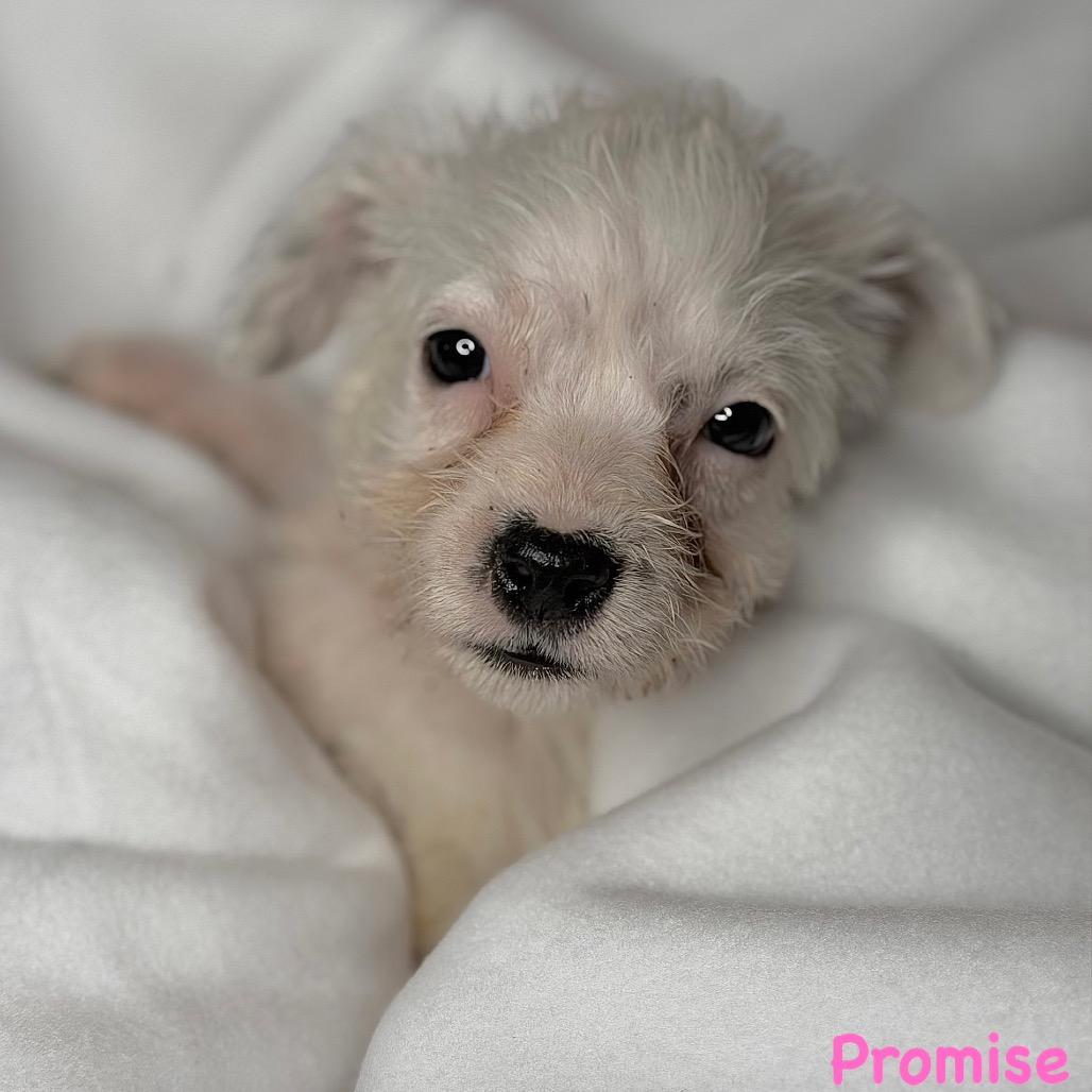 Enlarge Promise, a Adoptable Mixed Breed in Rockville, MD image 4/4