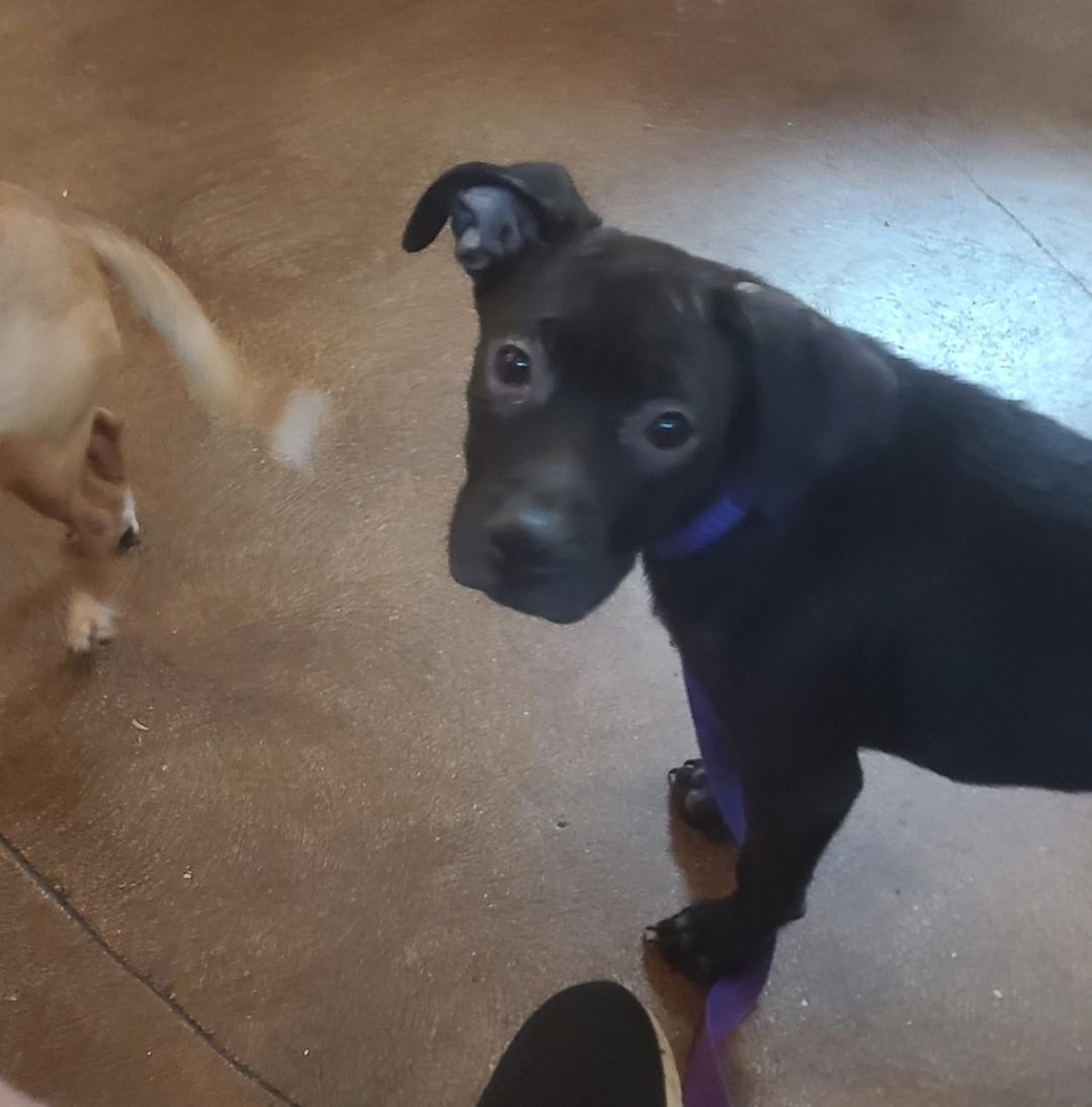 Felicity, Adoptable, Young Female Terrier.