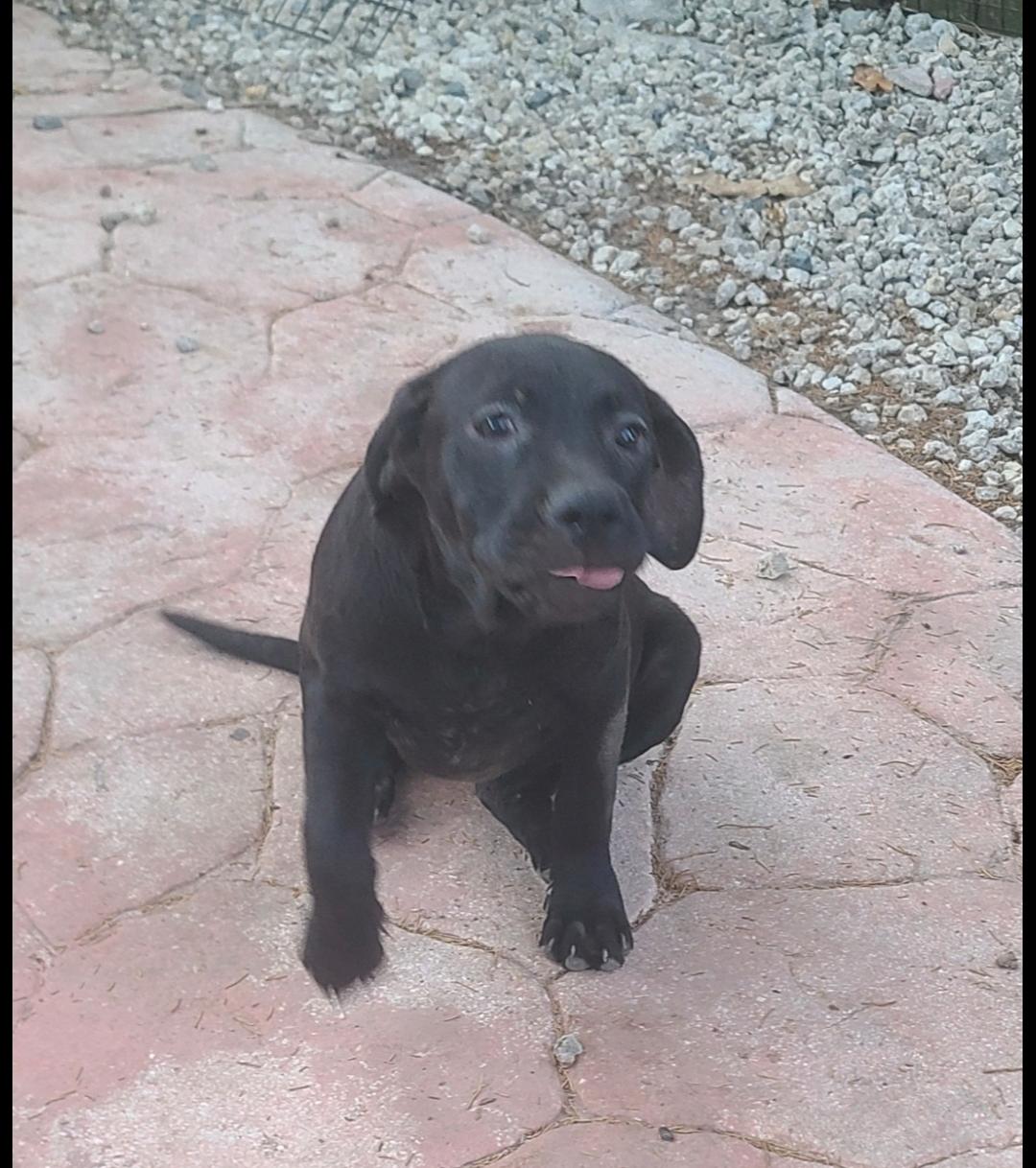 Felicity, a Adoptable mixed breed in Miami, FL image 2/2