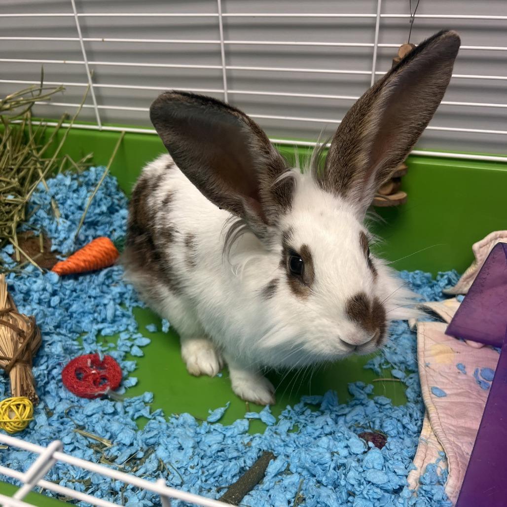 Sally, Adoptable, Young Female Lionhead.
