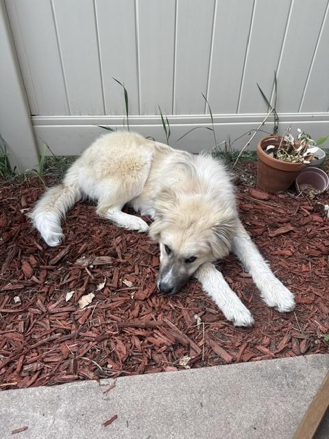 Tucker, Adoptable, Puppy Male Great Pyrenees & Shepherd.