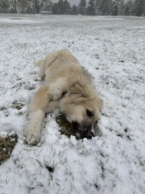 Enlarge Tucker, a Adoptable mixed breed in Denver, CO image 2/6