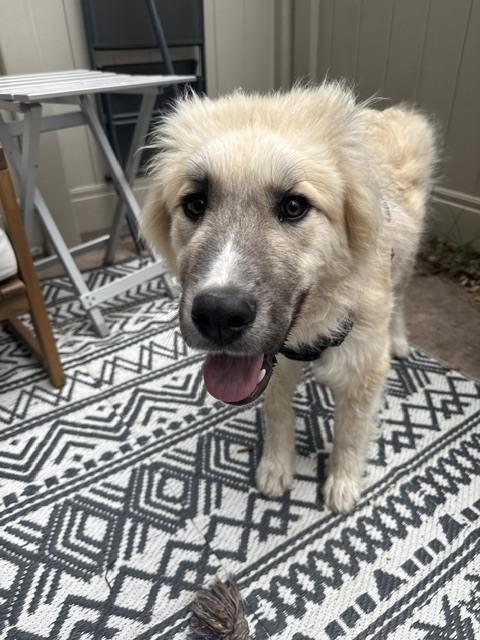 Enlarge Tucker, a Adoptable mixed breed in Denver, CO image 3/6