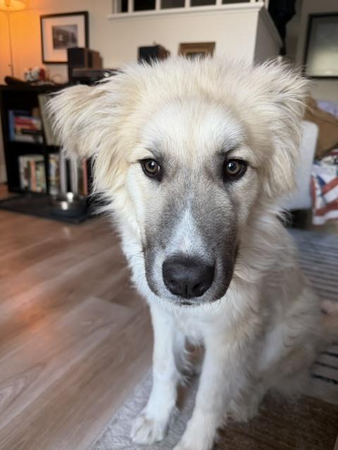 Enlarge Tucker, a Adoptable mixed breed in Denver, CO image 5/6
