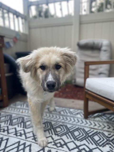 Enlarge Tucker, a Adoptable mixed breed in Denver, CO image 6/6