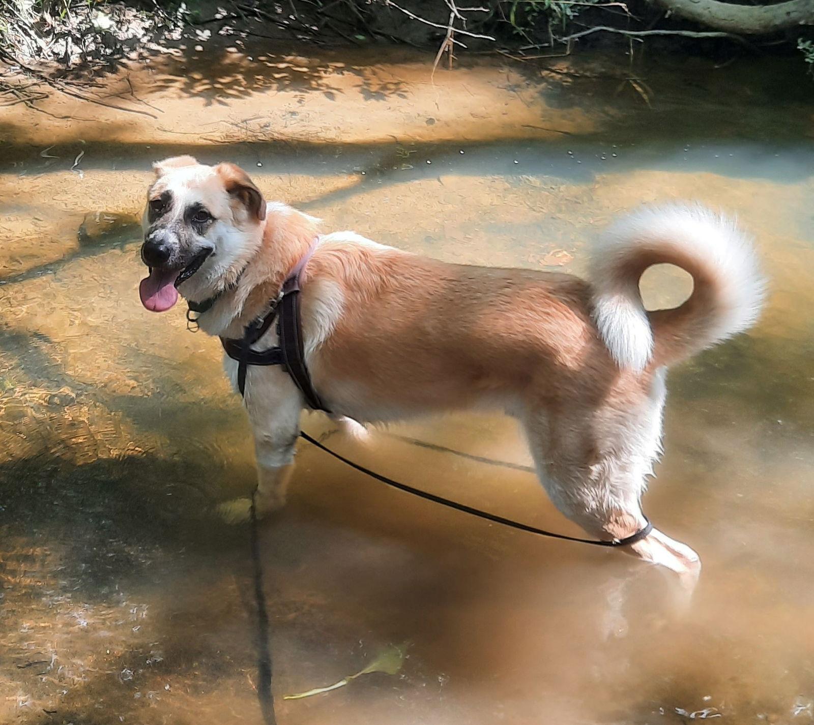 Enlarge Buck, a Adoptable mixed breed in Cuyahoga Falls, OH image 1/3