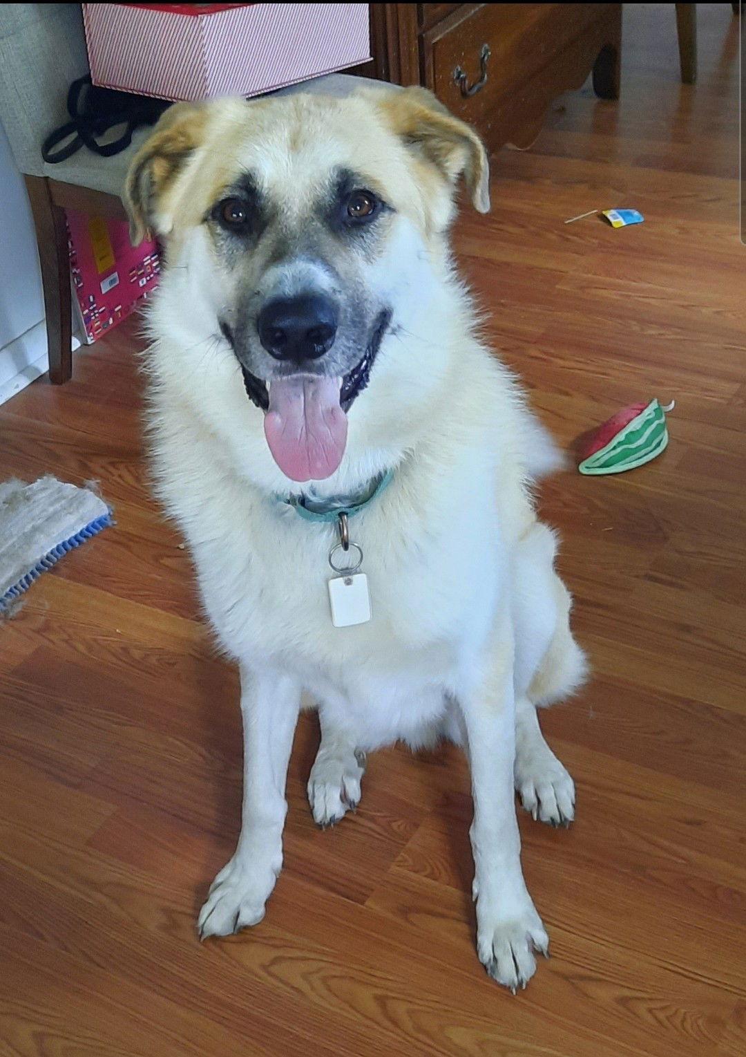 Enlarge Buck, a Adoptable mixed breed in Cuyahoga Falls, OH image 2/3