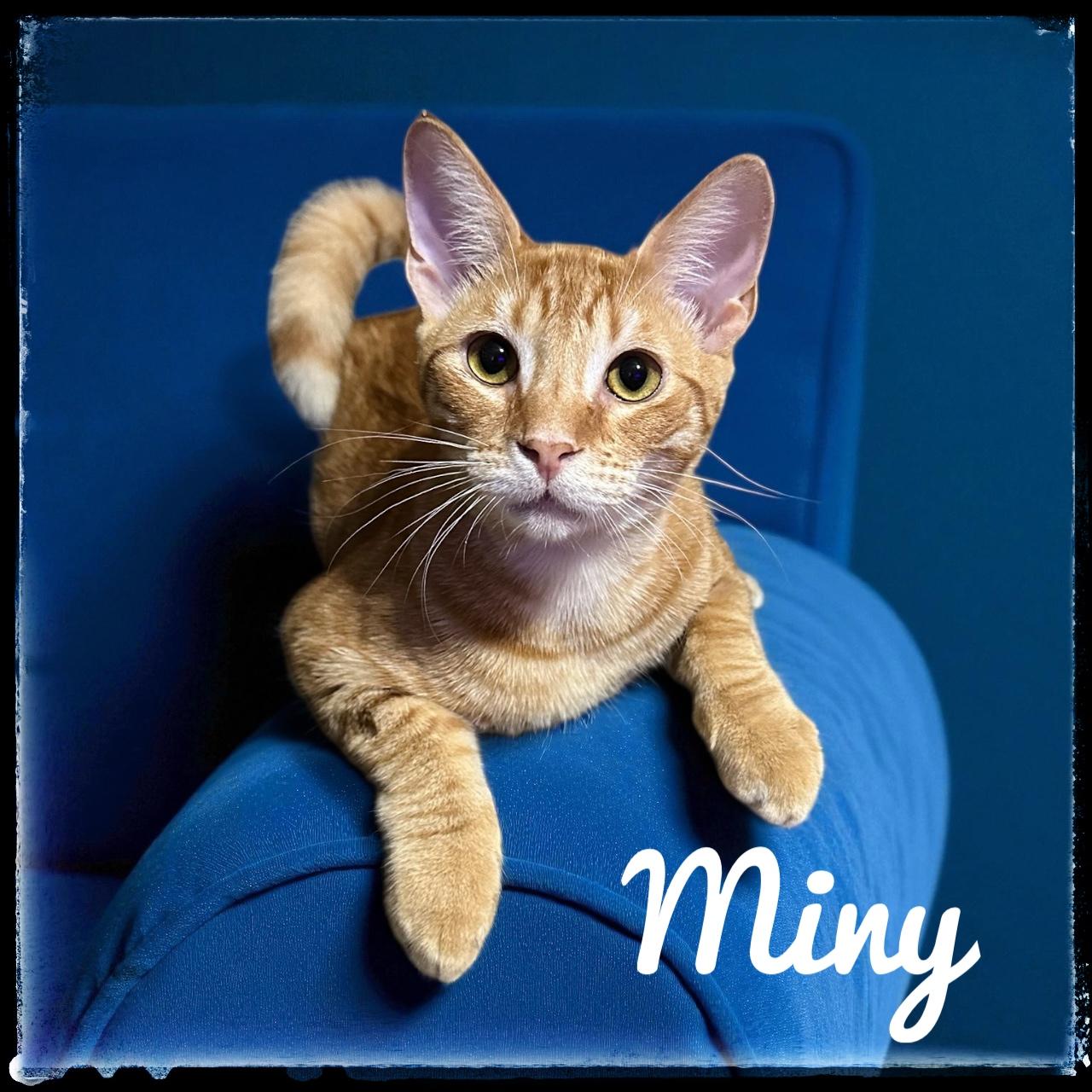 Miny, Adoptable, Young Male Domestic Short Hair.