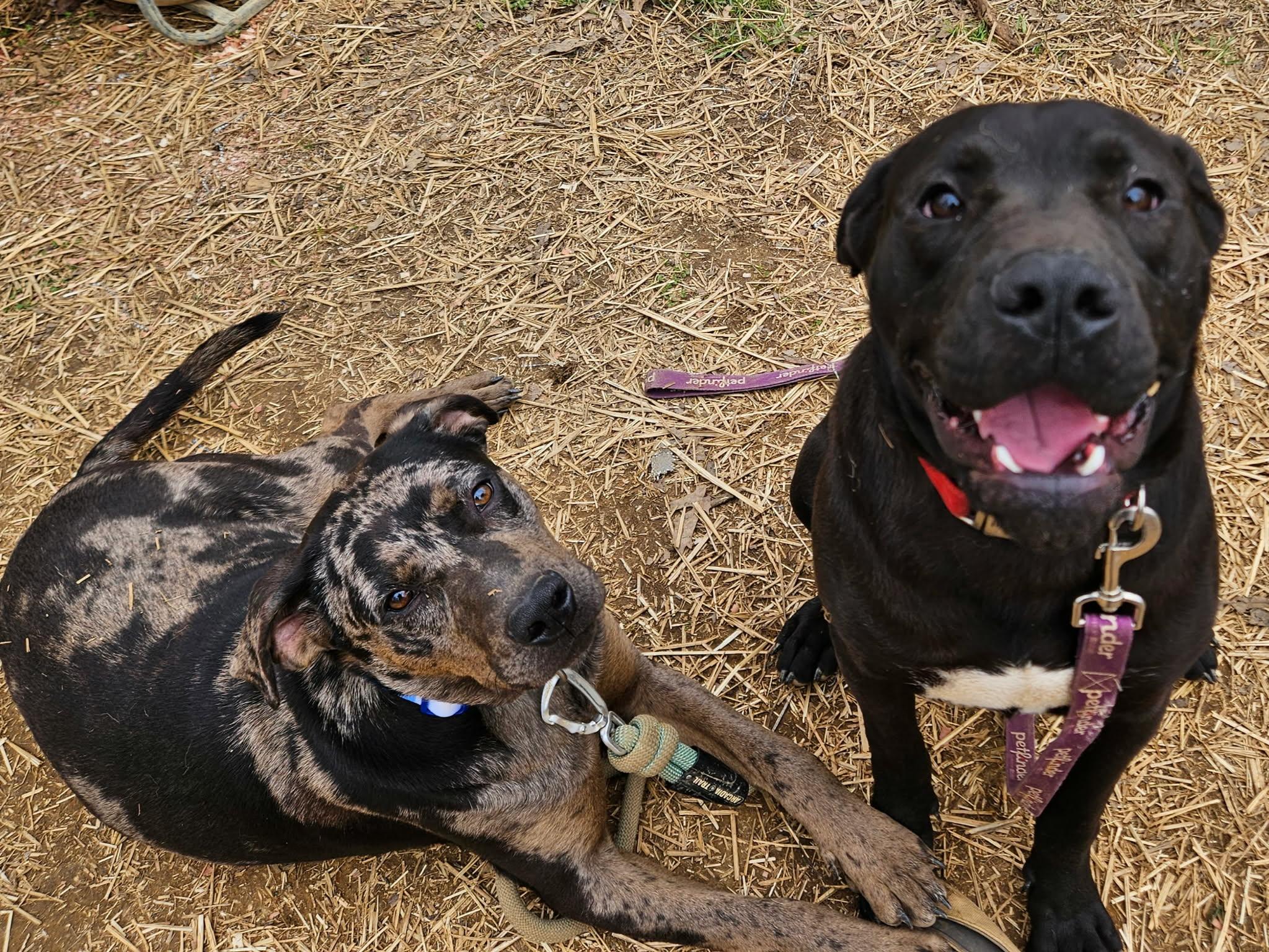 Enlarge Luke, a ADOPTABLE mixed breed in Hilham, TN image 4/6
