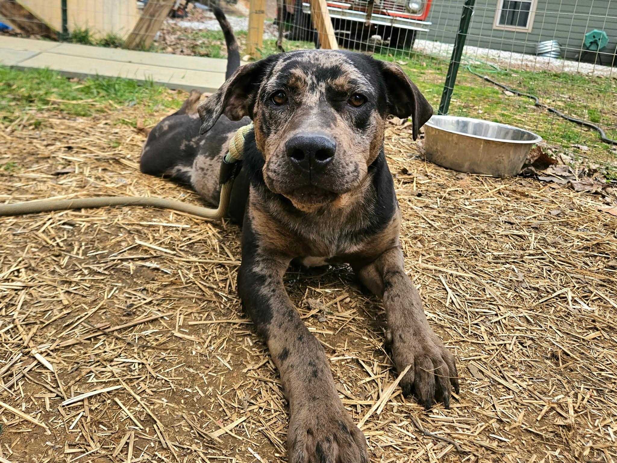 Enlarge Luke, a ADOPTABLE mixed breed in Hilham, TN image 3/6