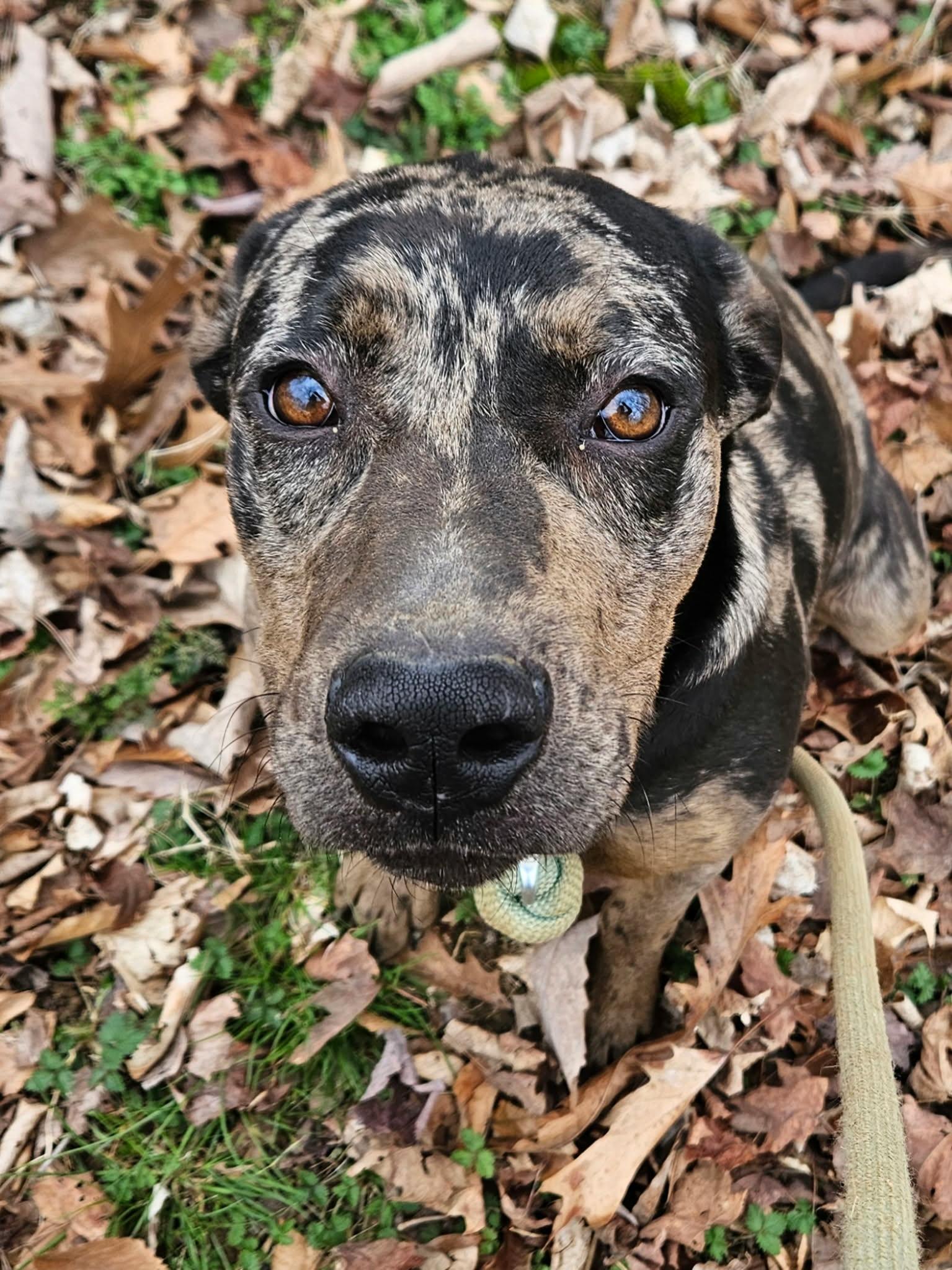 Enlarge Luke, a ADOPTABLE mixed breed in Hilham, TN image 2/6
