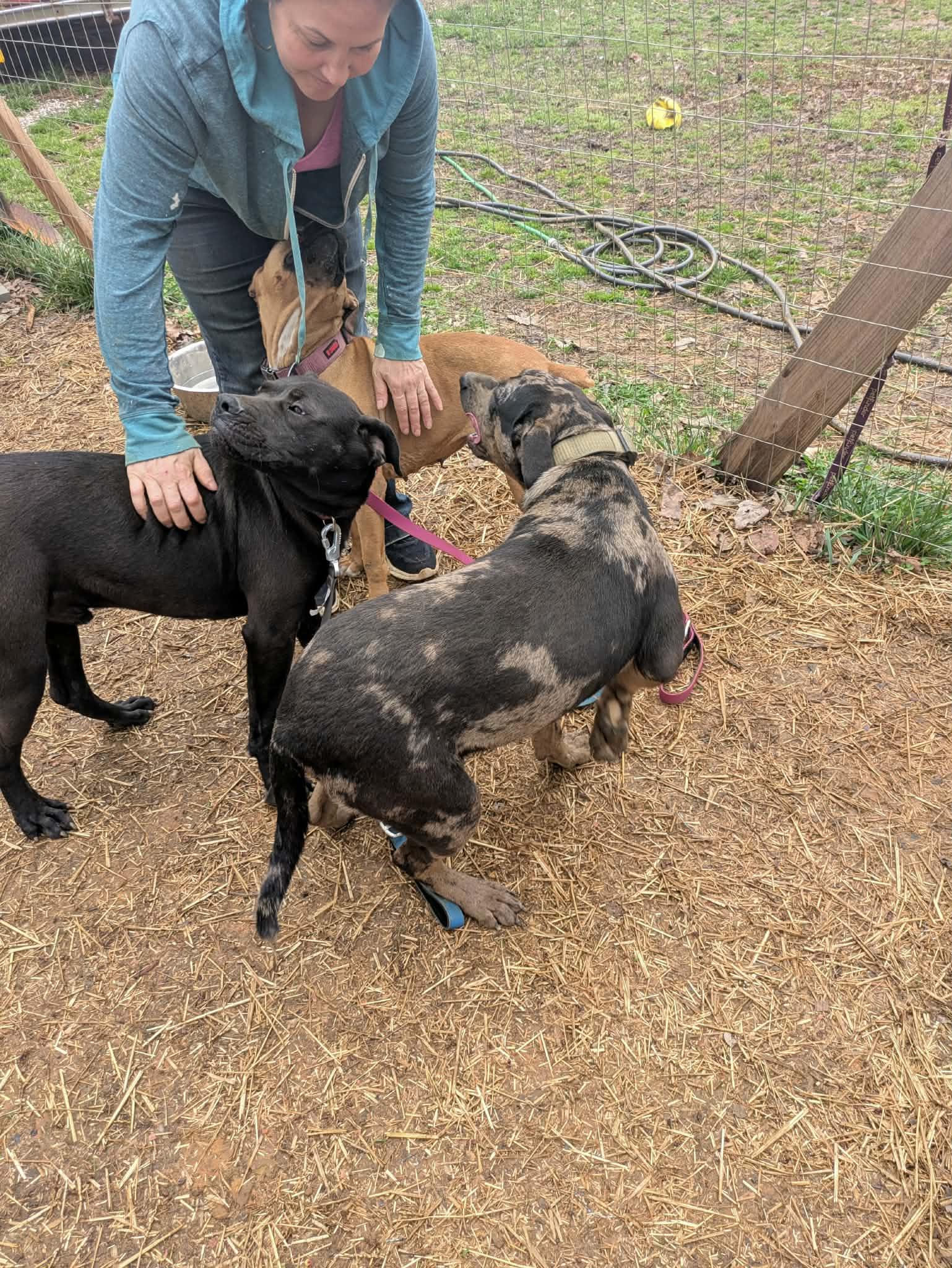 Enlarge Luke, a ADOPTABLE mixed breed in Hilham, TN image 6/6
