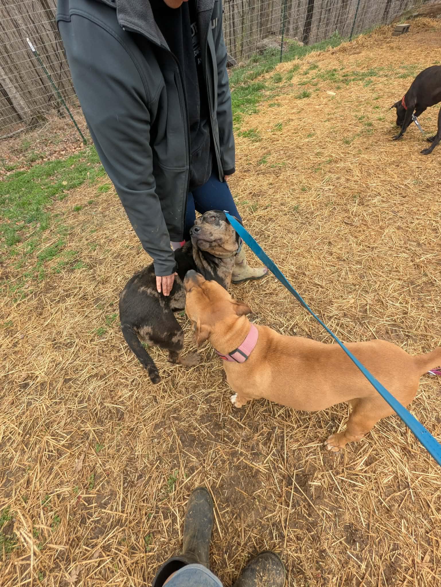 Enlarge Luke, a ADOPTABLE mixed breed in Hilham, TN image 5/6