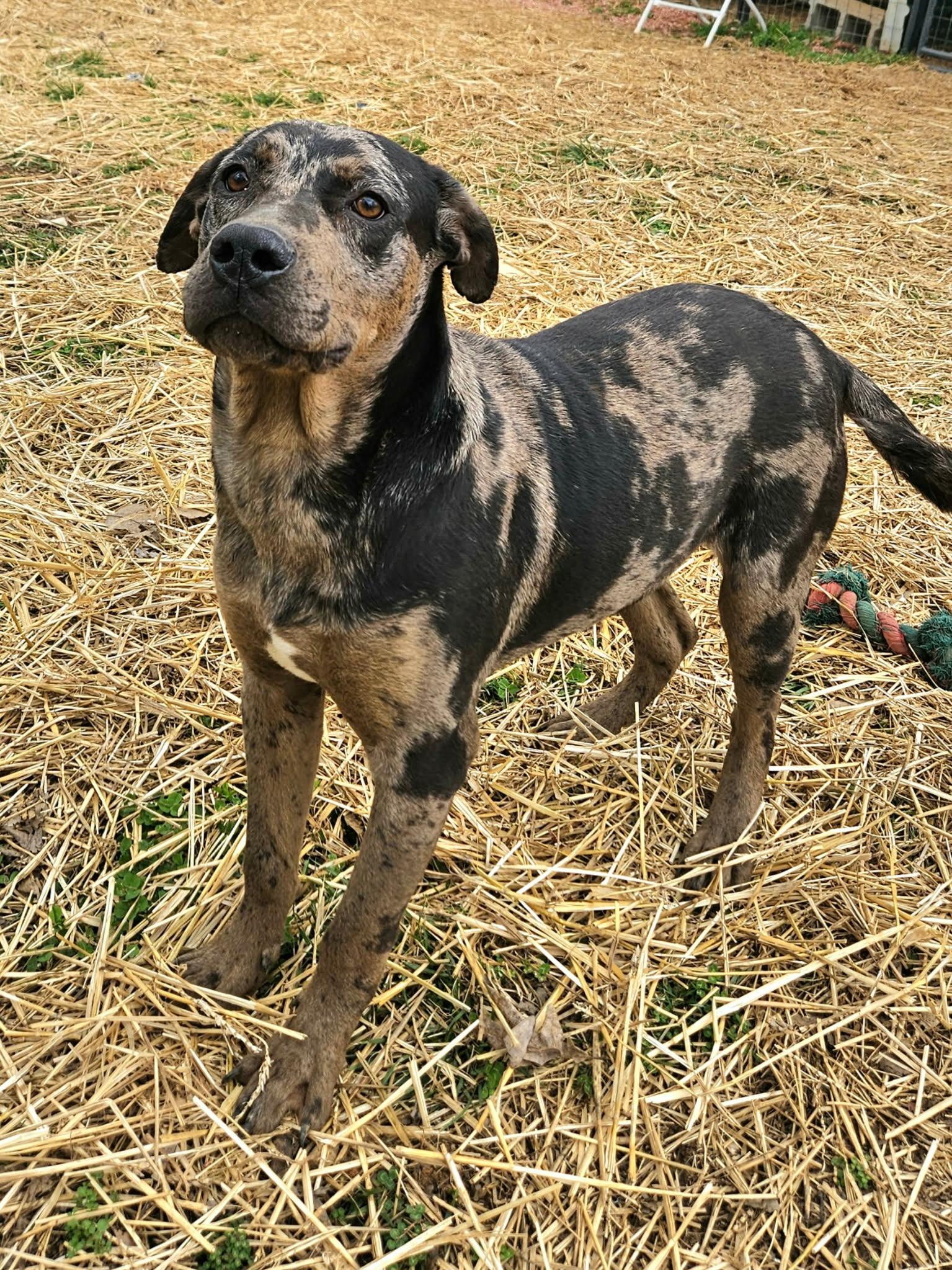 Enlarge Luke, a ADOPTABLE mixed breed in Hilham, TN image 1/6