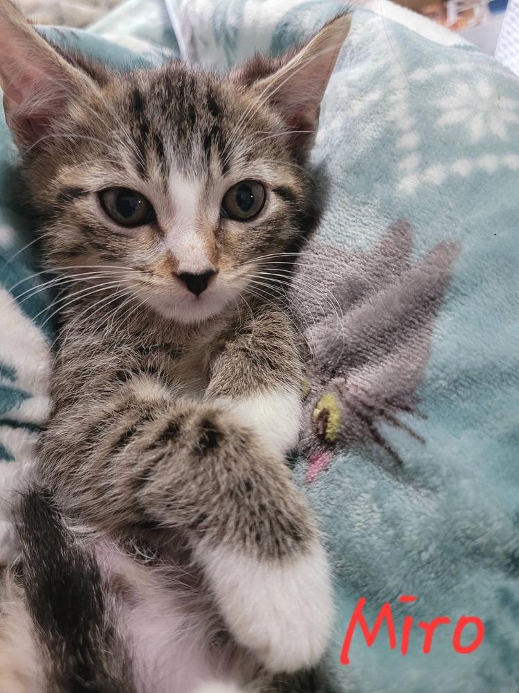 Miro, Adoptable, Kitten Male Domestic Short Hair.