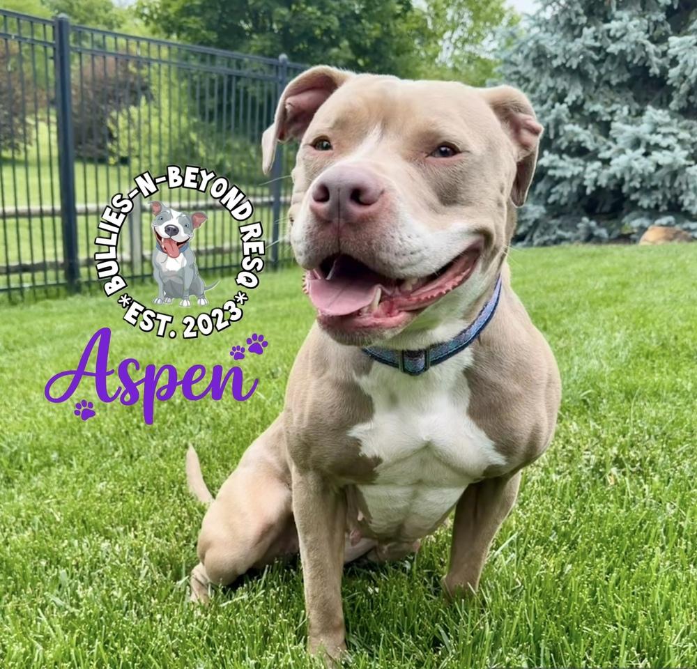Enlarge Aspen, a Adoptable American Staffordshire Terrier in Omaha, NE image 1/6