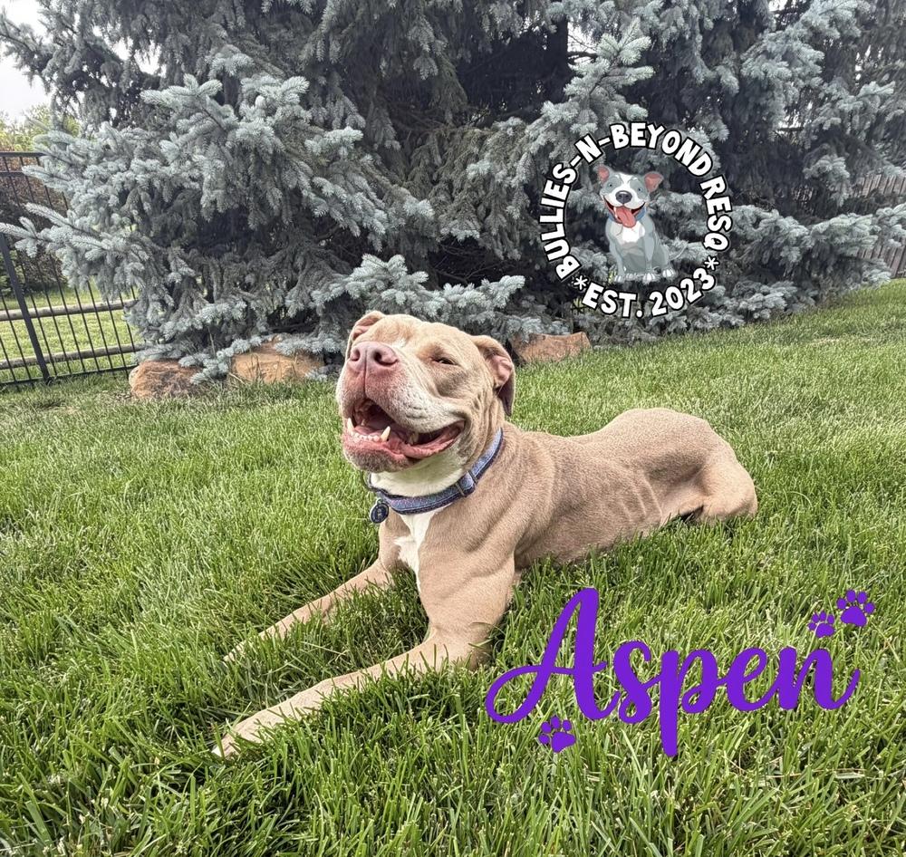 Enlarge Aspen, a Adoptable American Staffordshire Terrier in Omaha, NE image 2/6