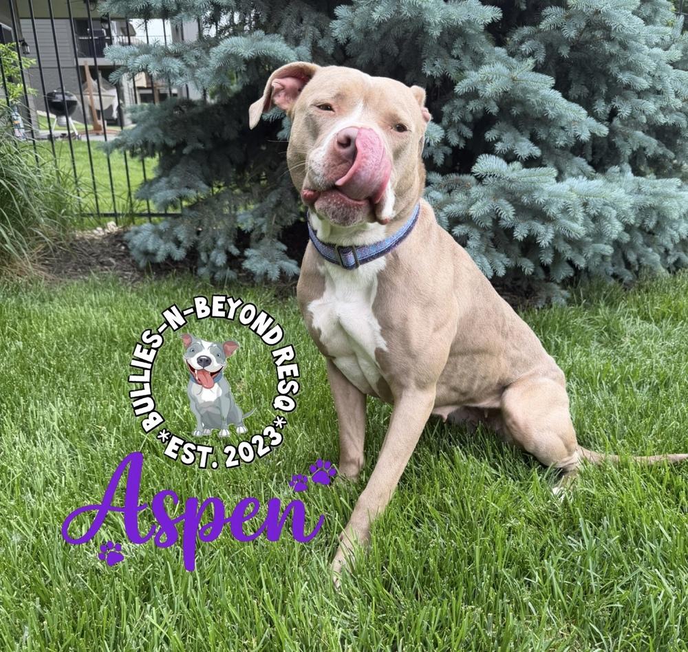Enlarge Aspen, a Adoptable American Staffordshire Terrier in Omaha, NE image 3/6