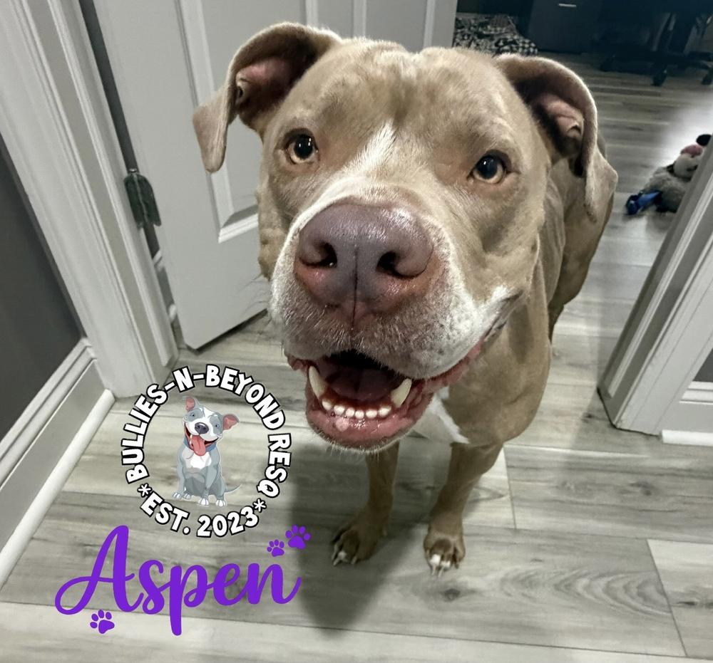 Enlarge Aspen, a Adoptable American Staffordshire Terrier in Omaha, NE image 4/6
