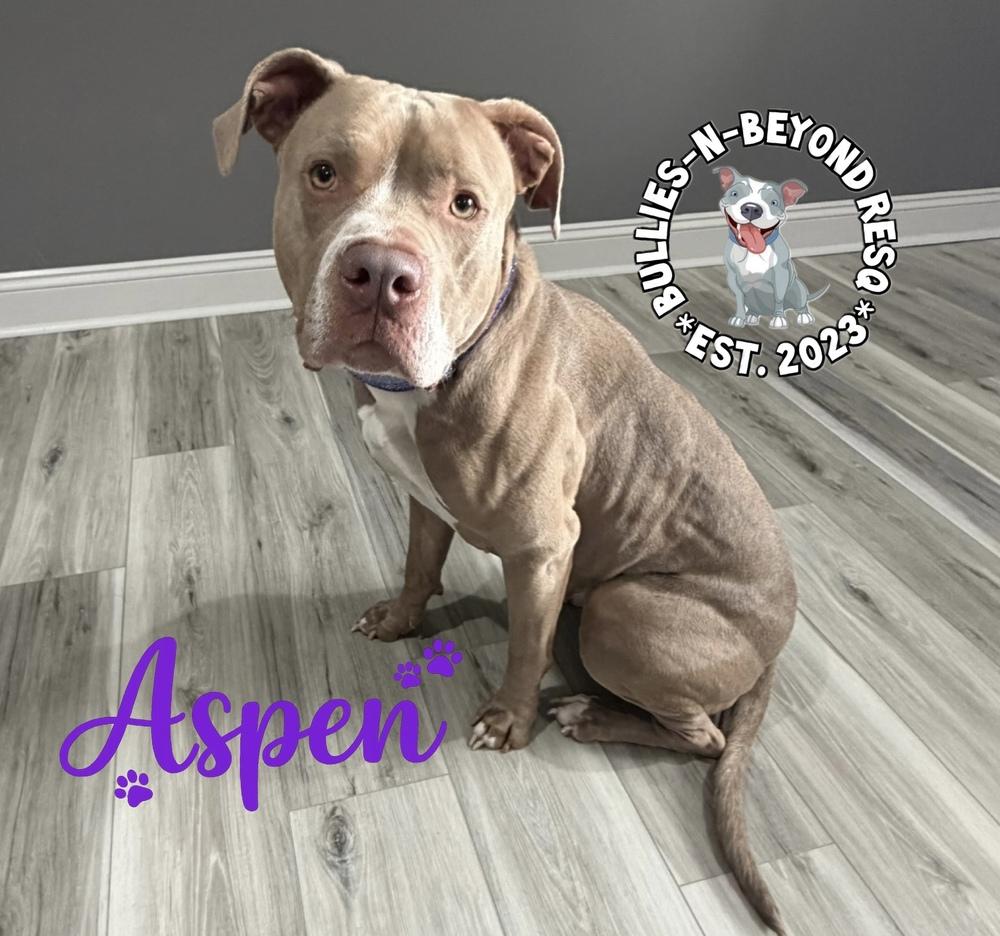 Enlarge Aspen, a Adoptable American Staffordshire Terrier in Omaha, NE image 5/6