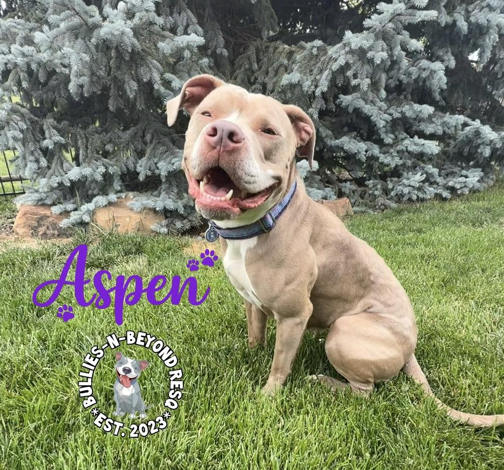 Enlarge Aspen, a Adoptable American Staffordshire Terrier in Omaha, NE image 6/6