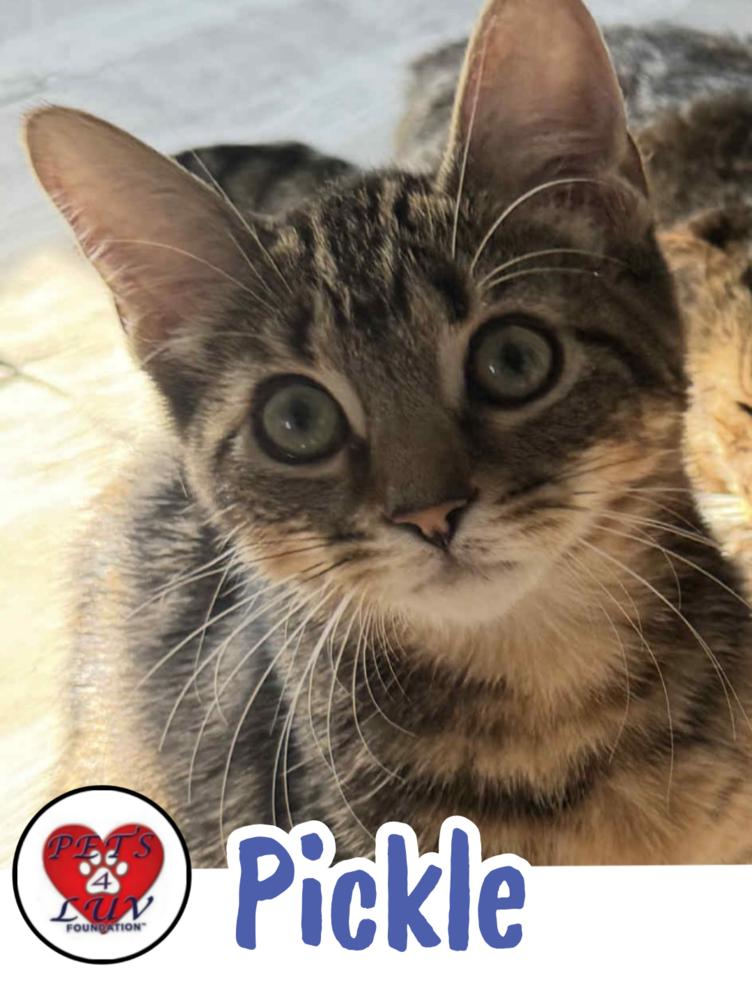 Pickle Bethpage, Adopted, Kitten Male Domestic Short Hair.