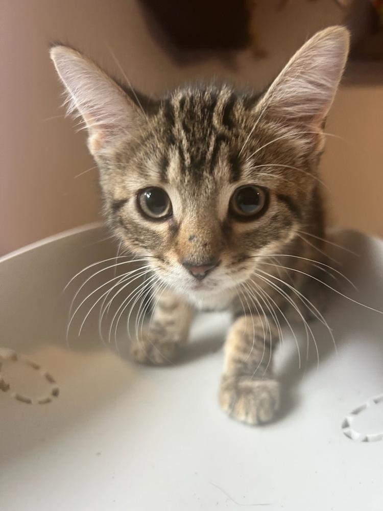 Enlarge Pickle Bethpage, a Adopted mixed breed in Westbury, NY image 3/3