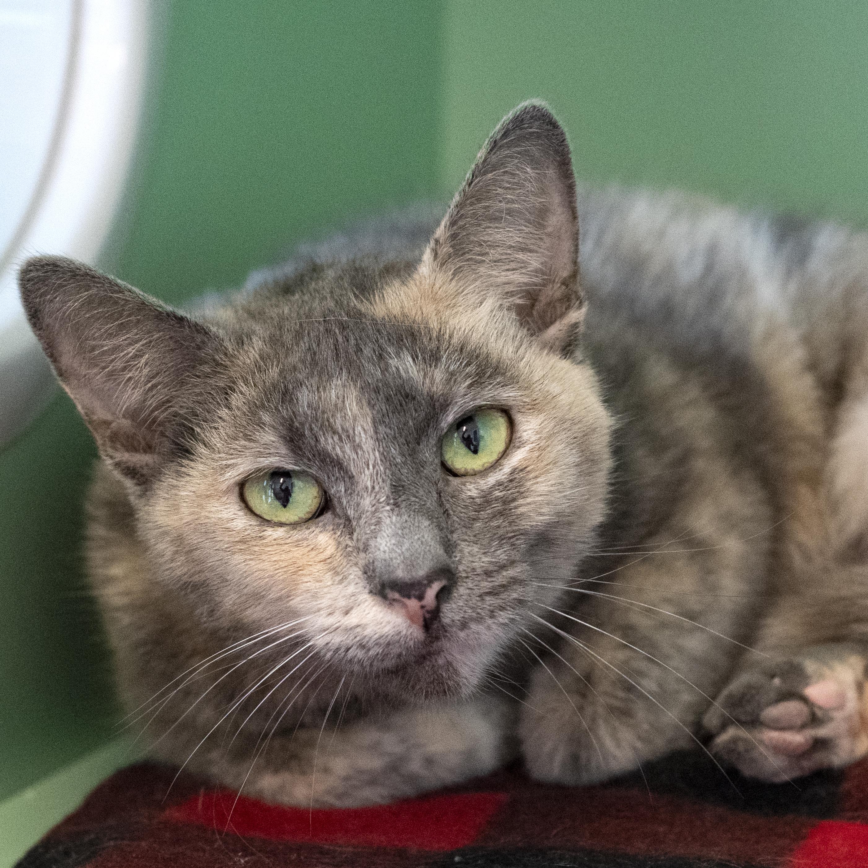 Enlarge Priscilla, a Adoptable Domestic Short Hair in Pontiac, MI image 1/1